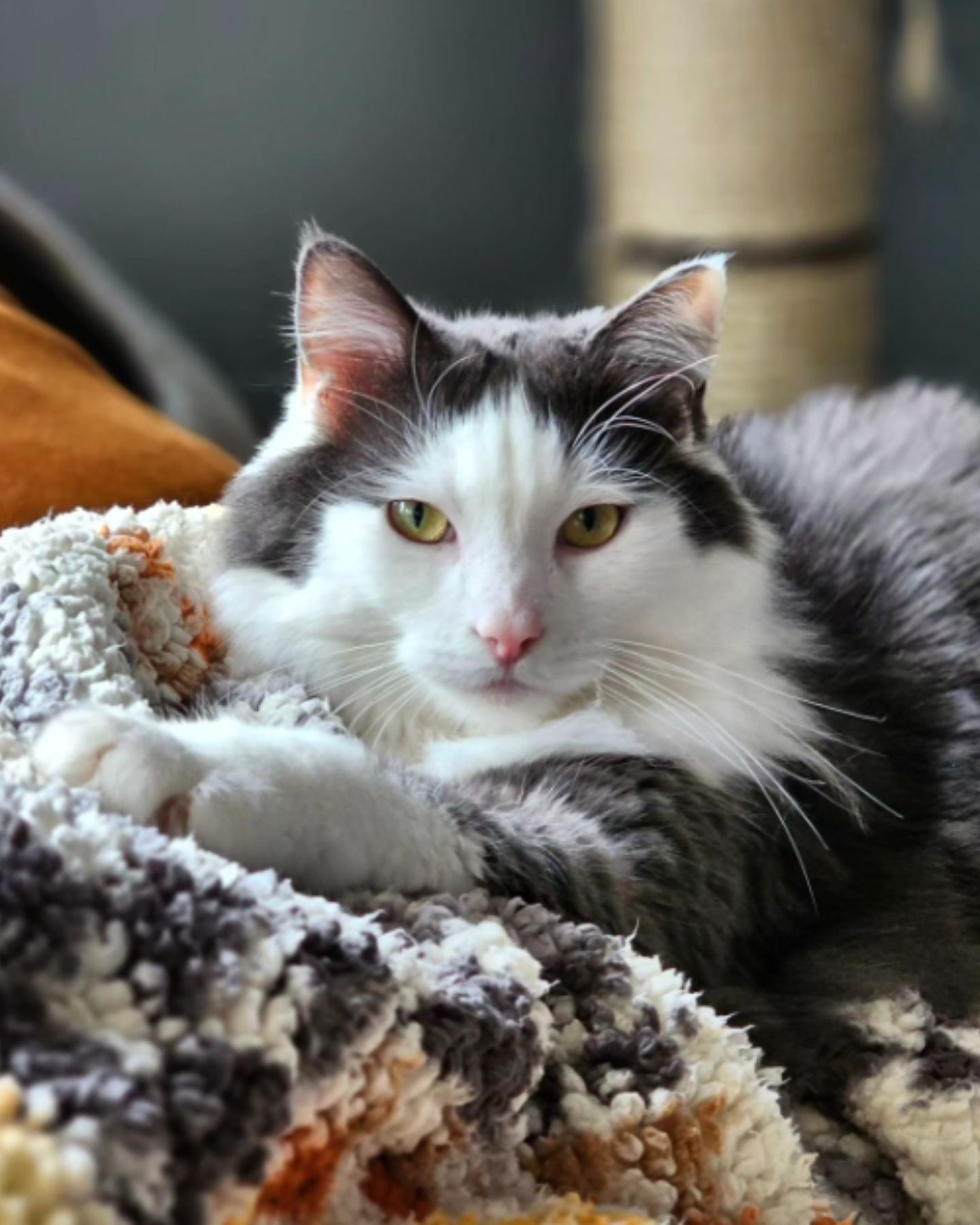 cat with green eyes