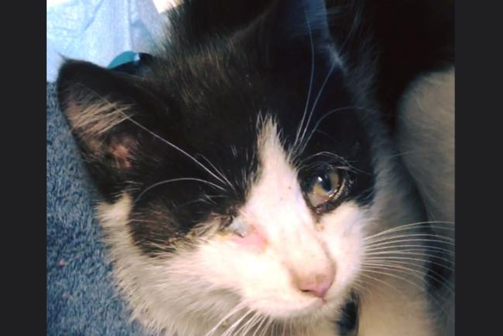 cat with injured eye