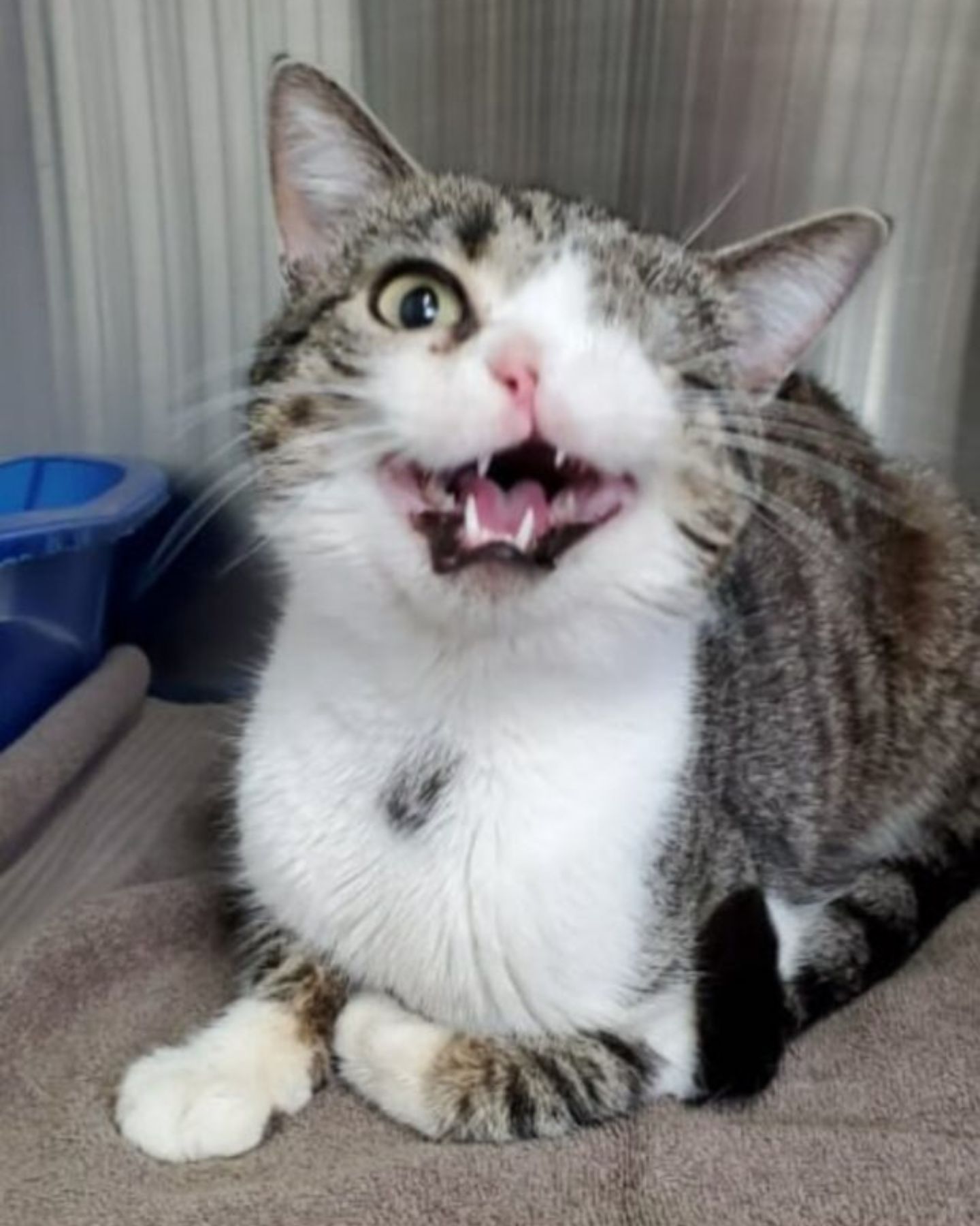 cat with lost eyes meows