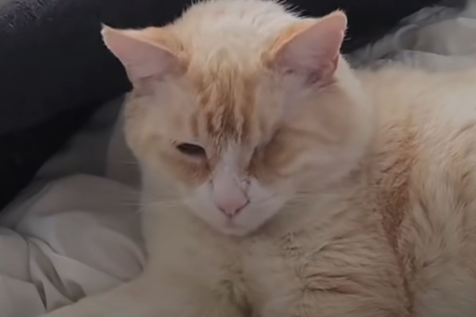 cat with one eye