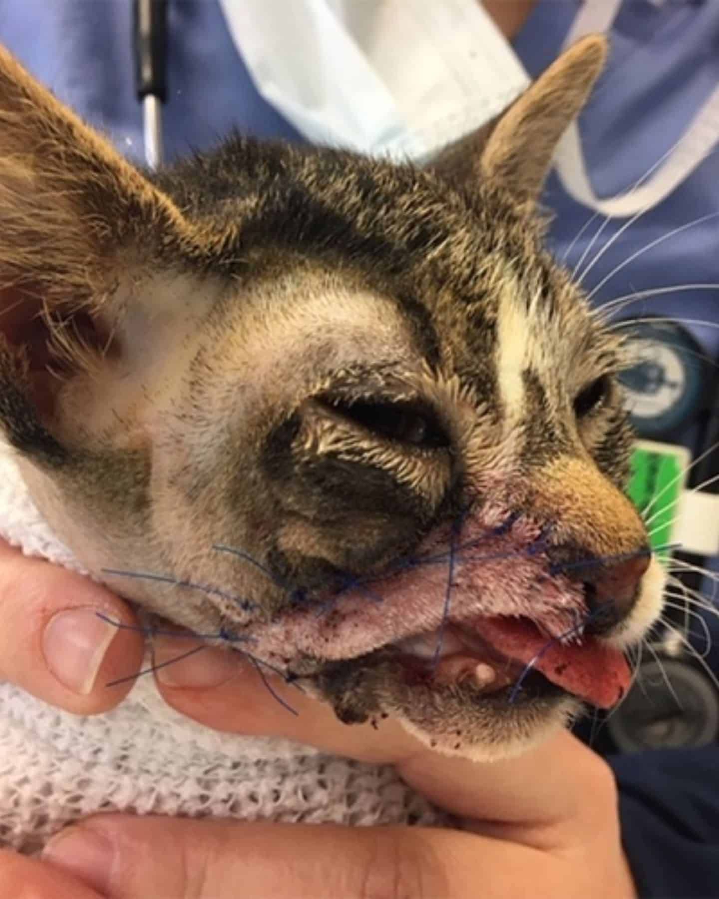 cat with stitches