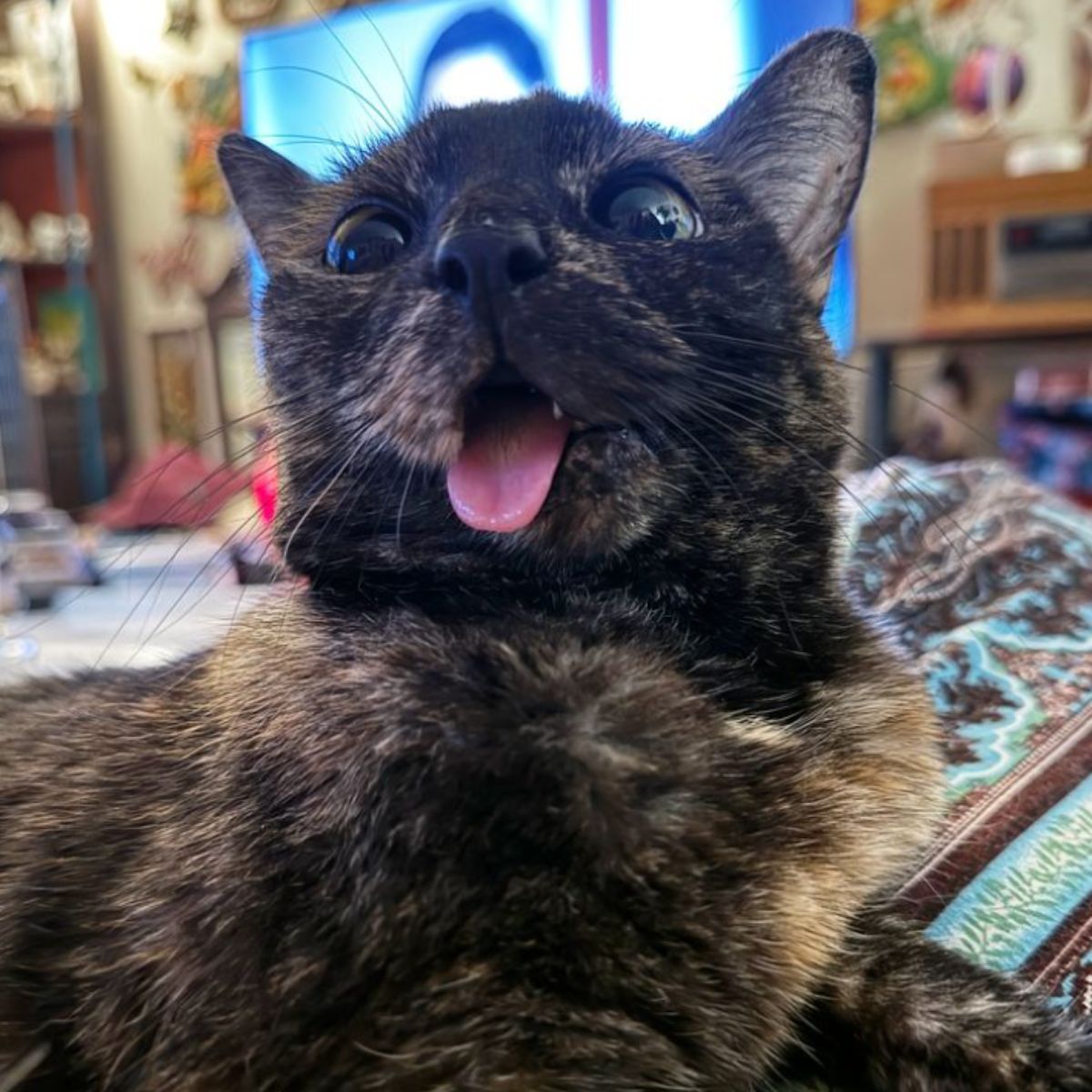 cat with tongue