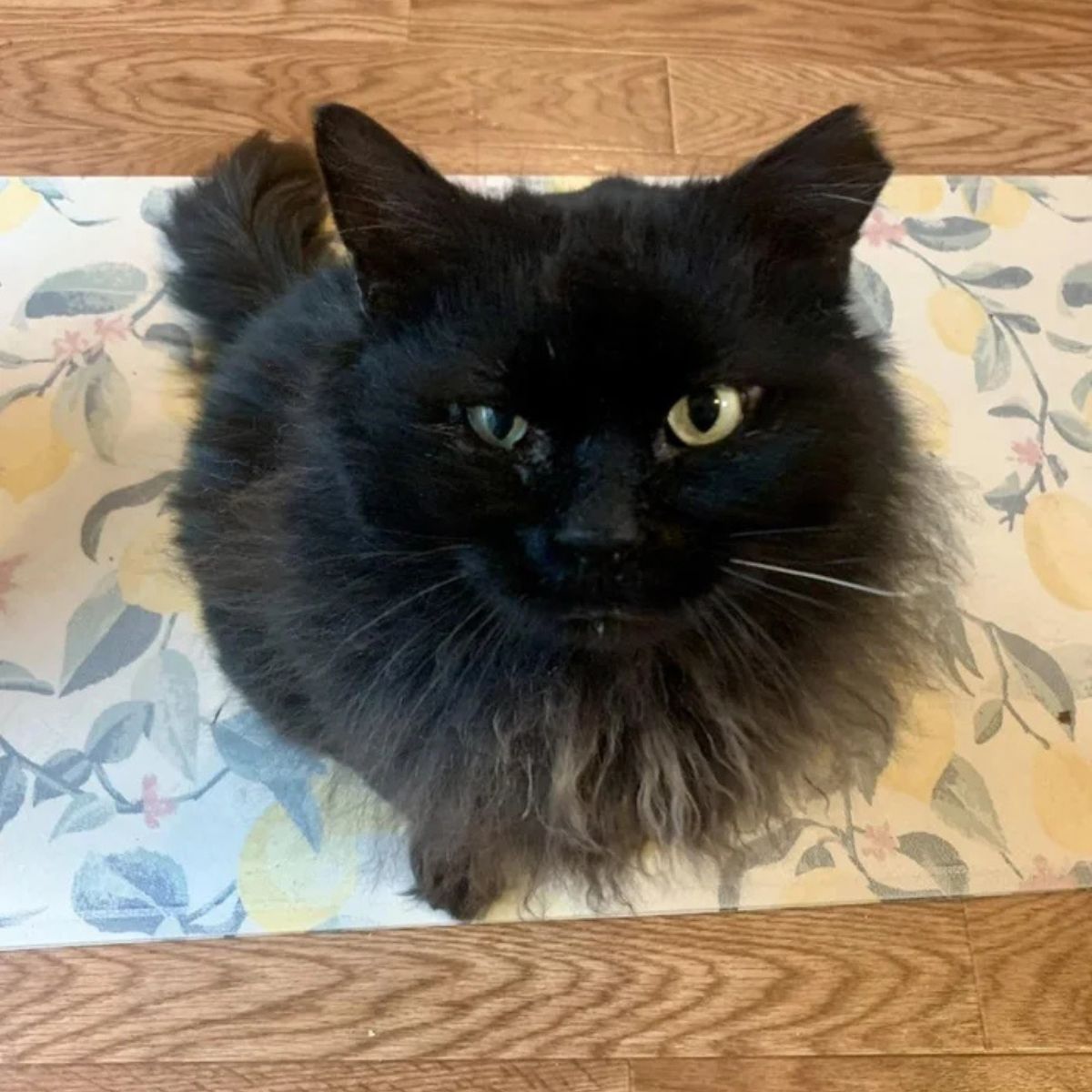 cat with unkempt fur looks at the camera