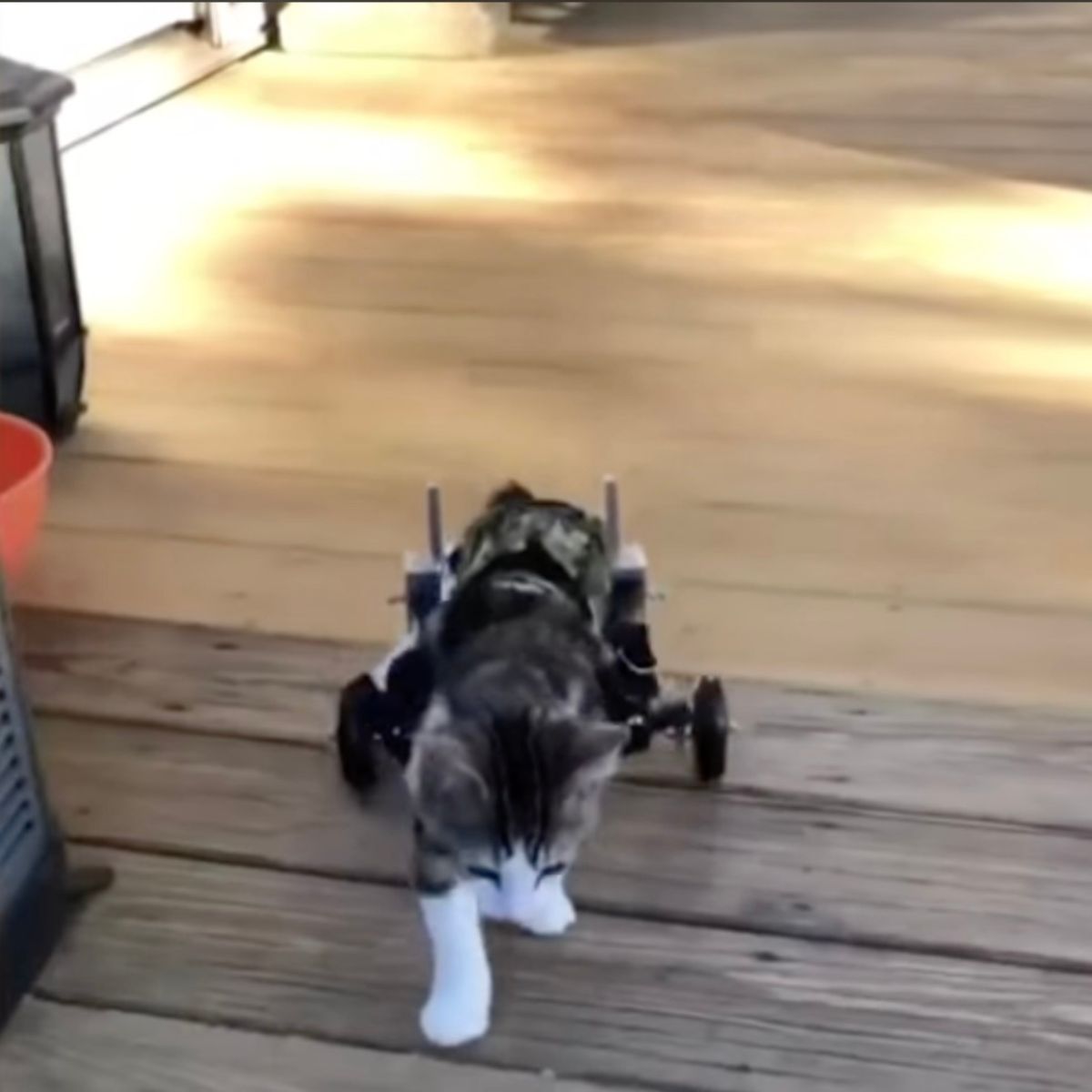 cat with walking aids
