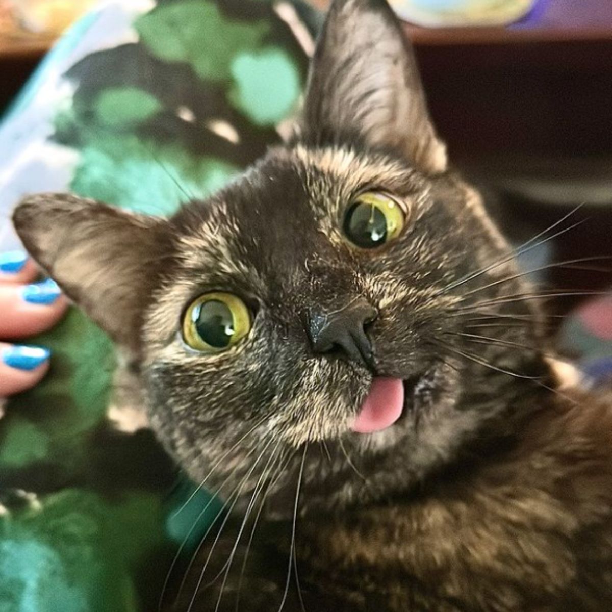 cat with wonky jaw