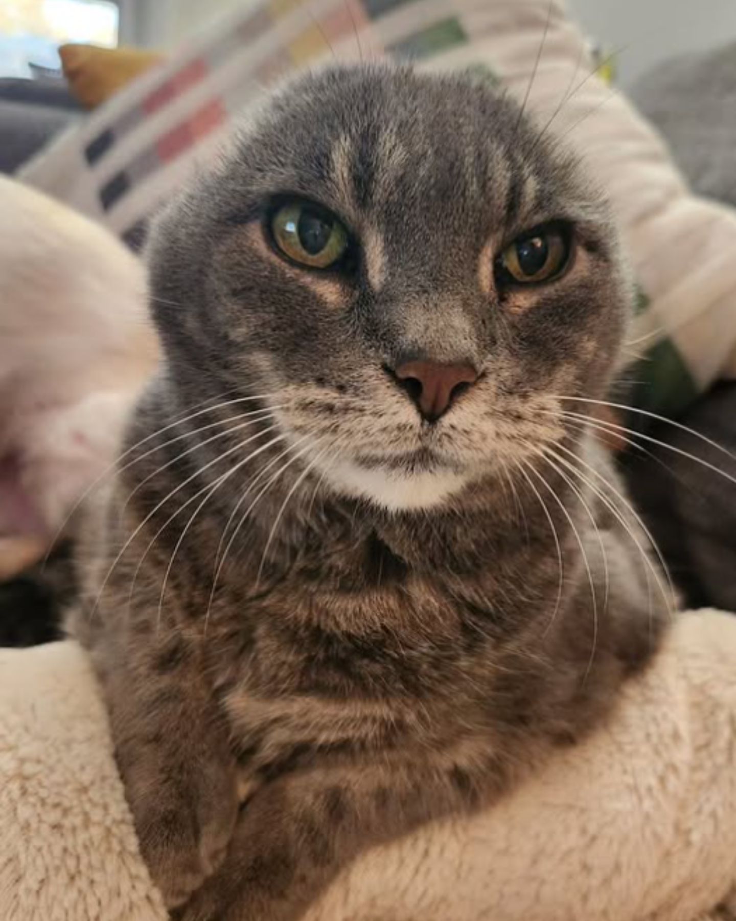 cat without ears lying