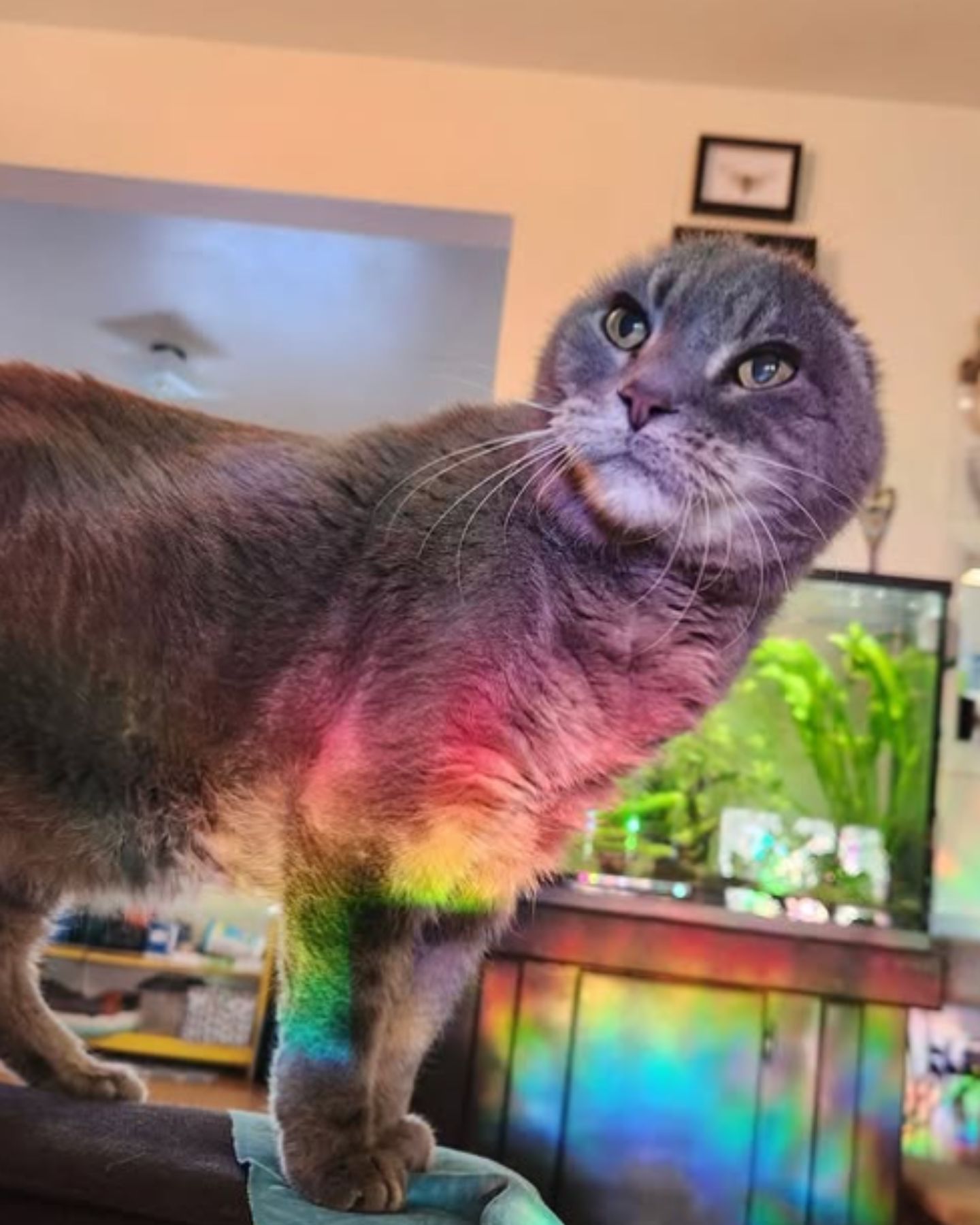 cat without ears standing