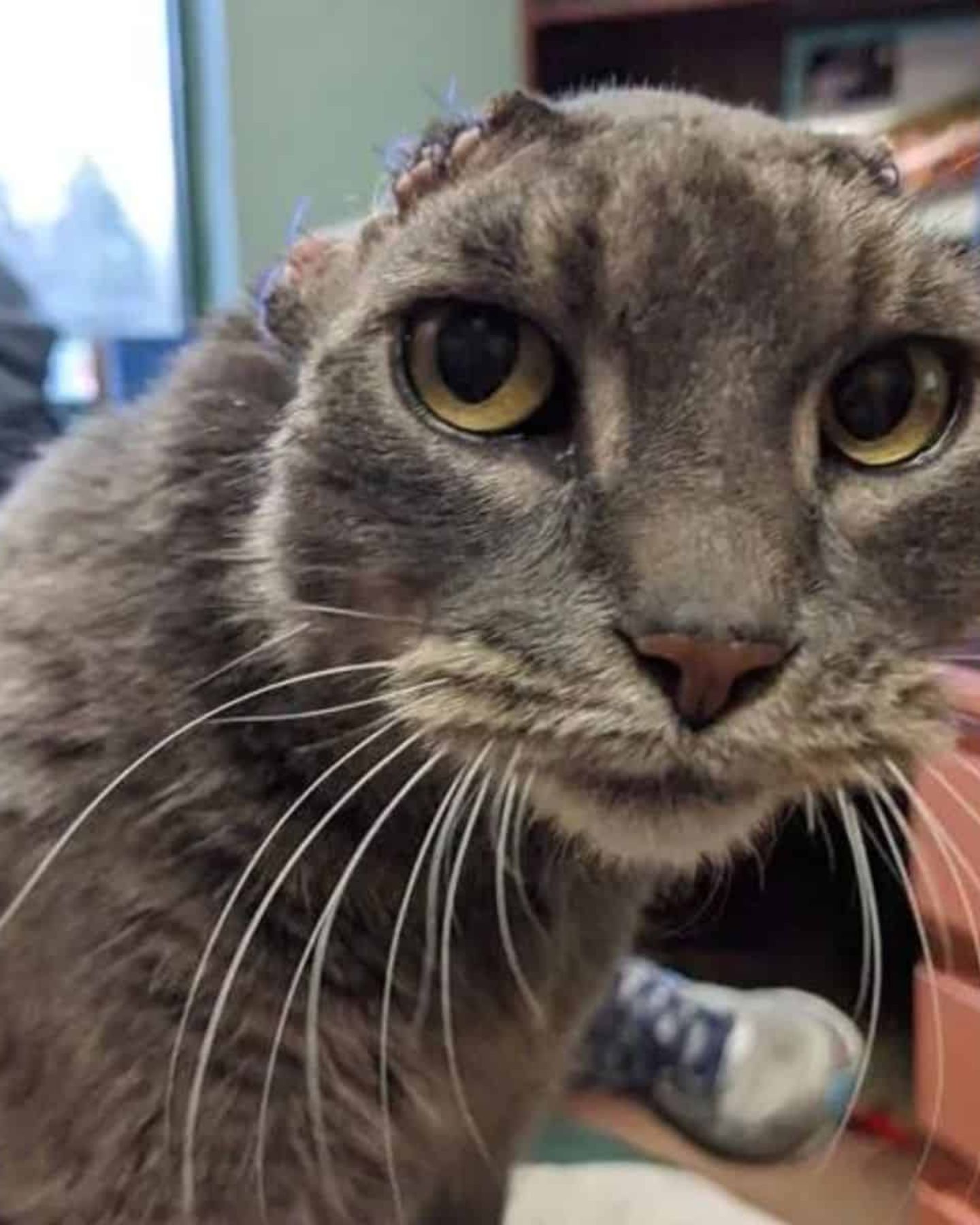 cat without ears