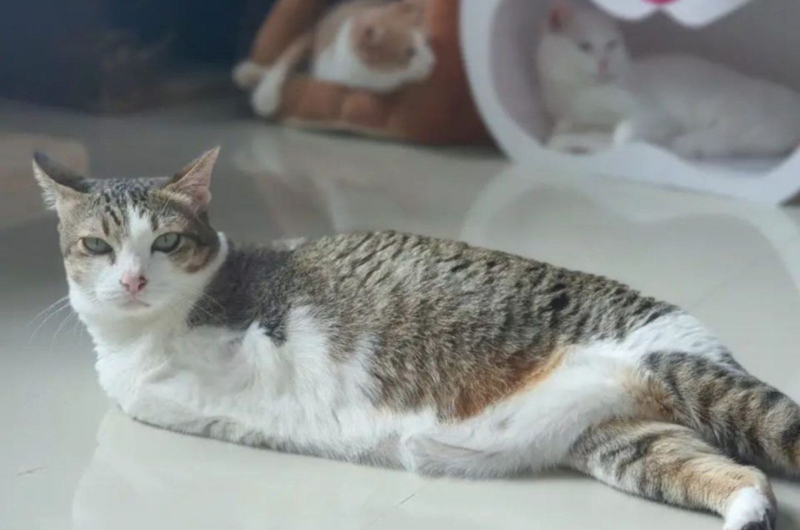 cat without front legs lying