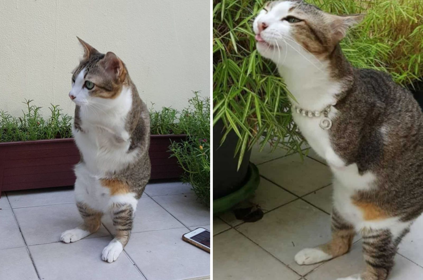 cat without front legs