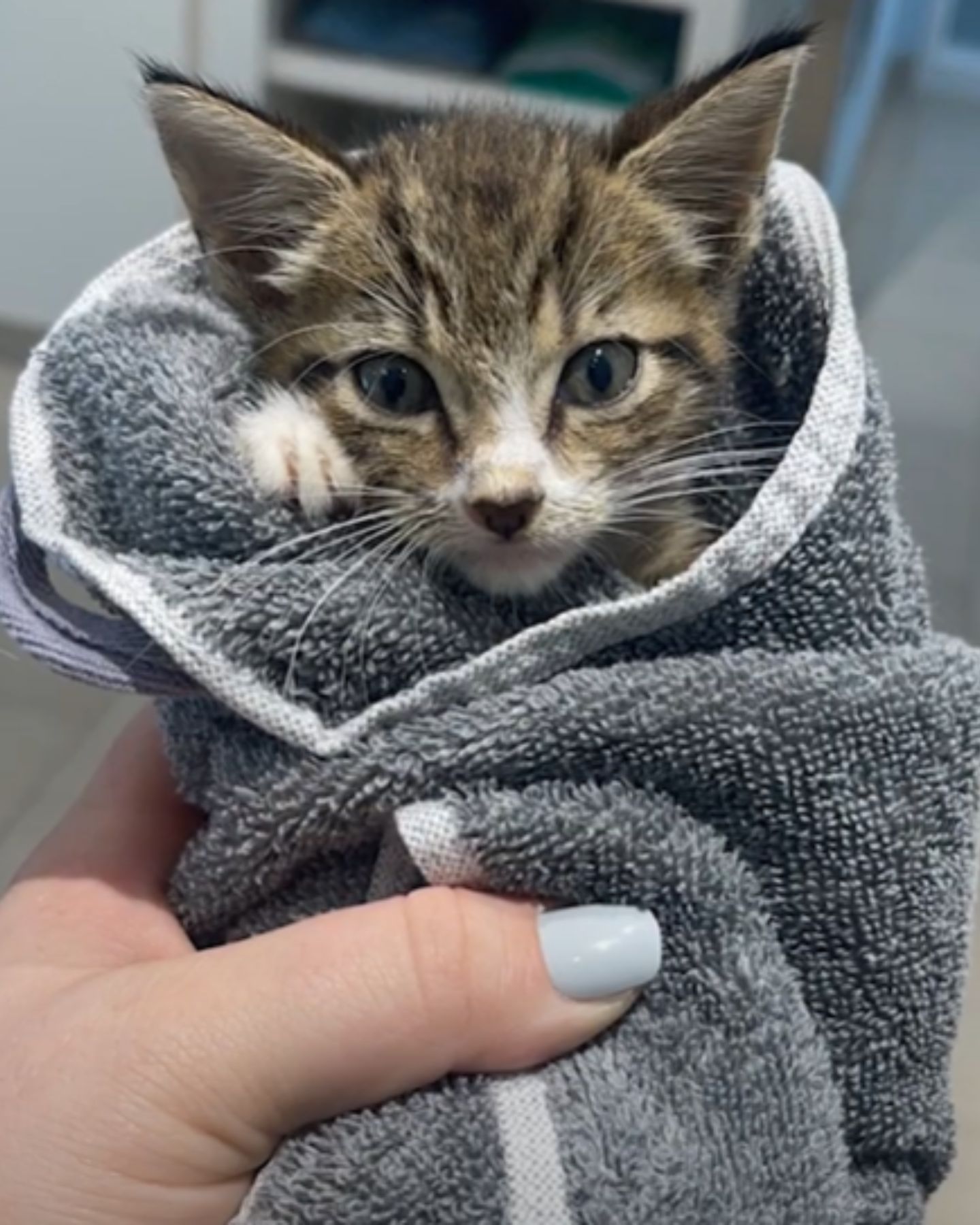 cat wrapped in a towel