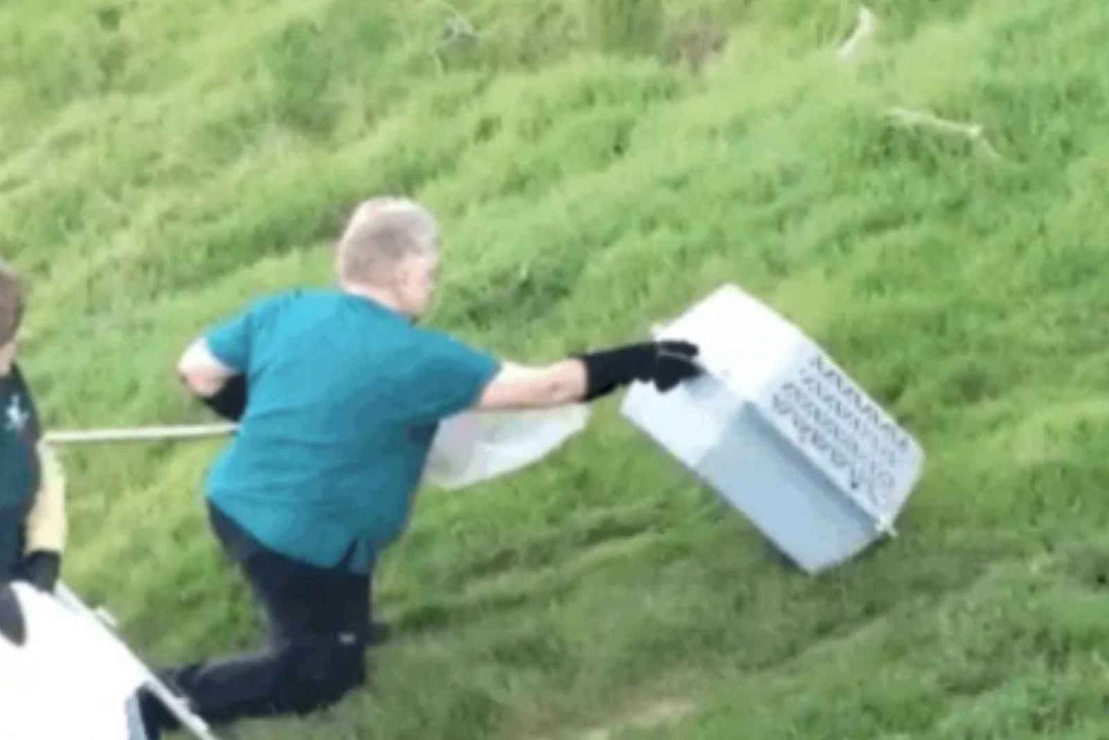 catching a California Bobcat