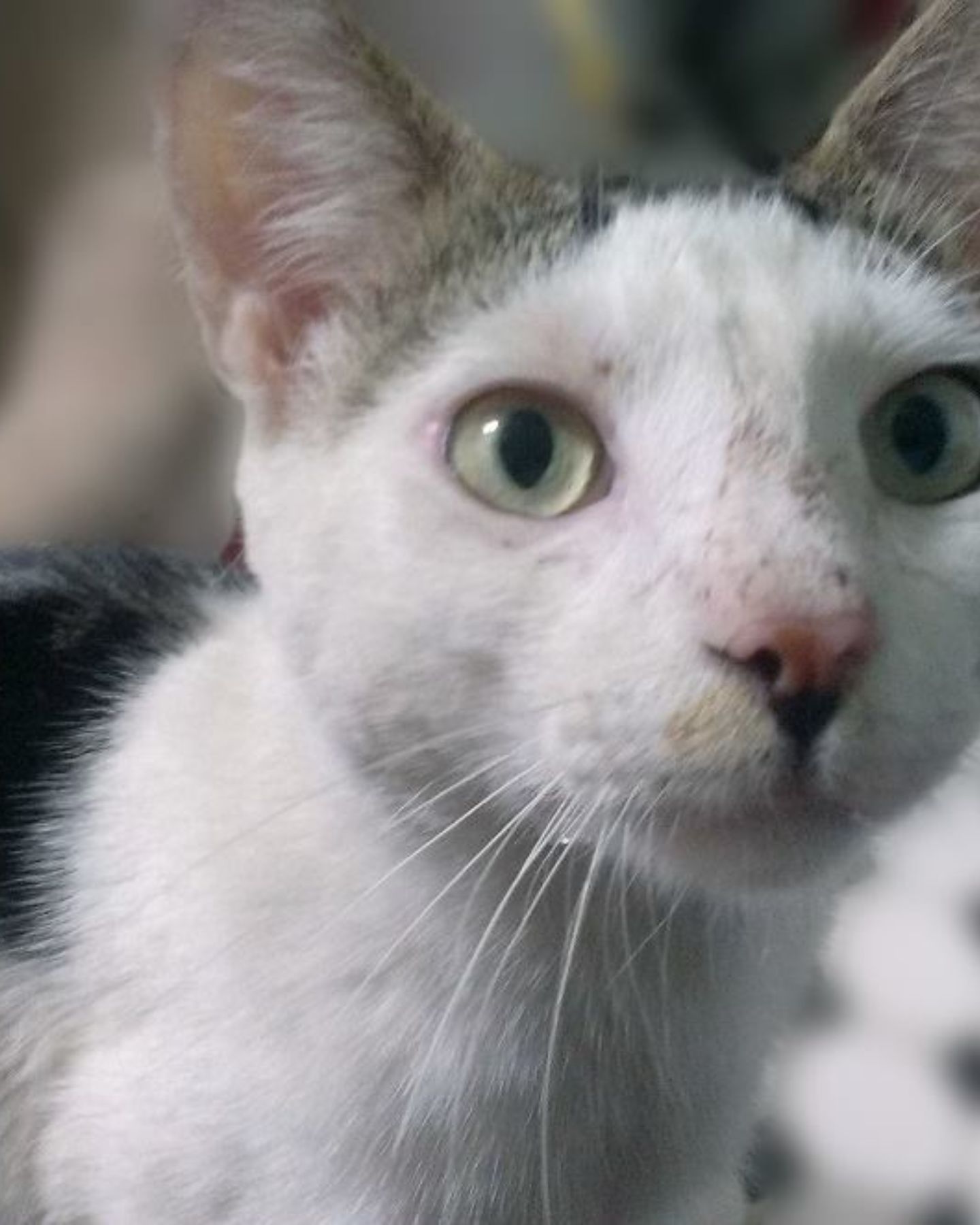 cat's face with wide open eyes