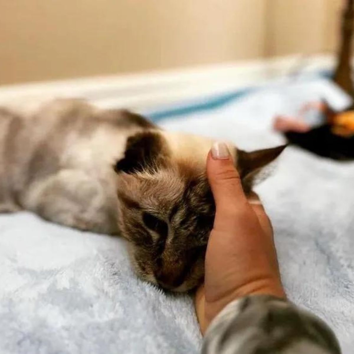 cats head in hand