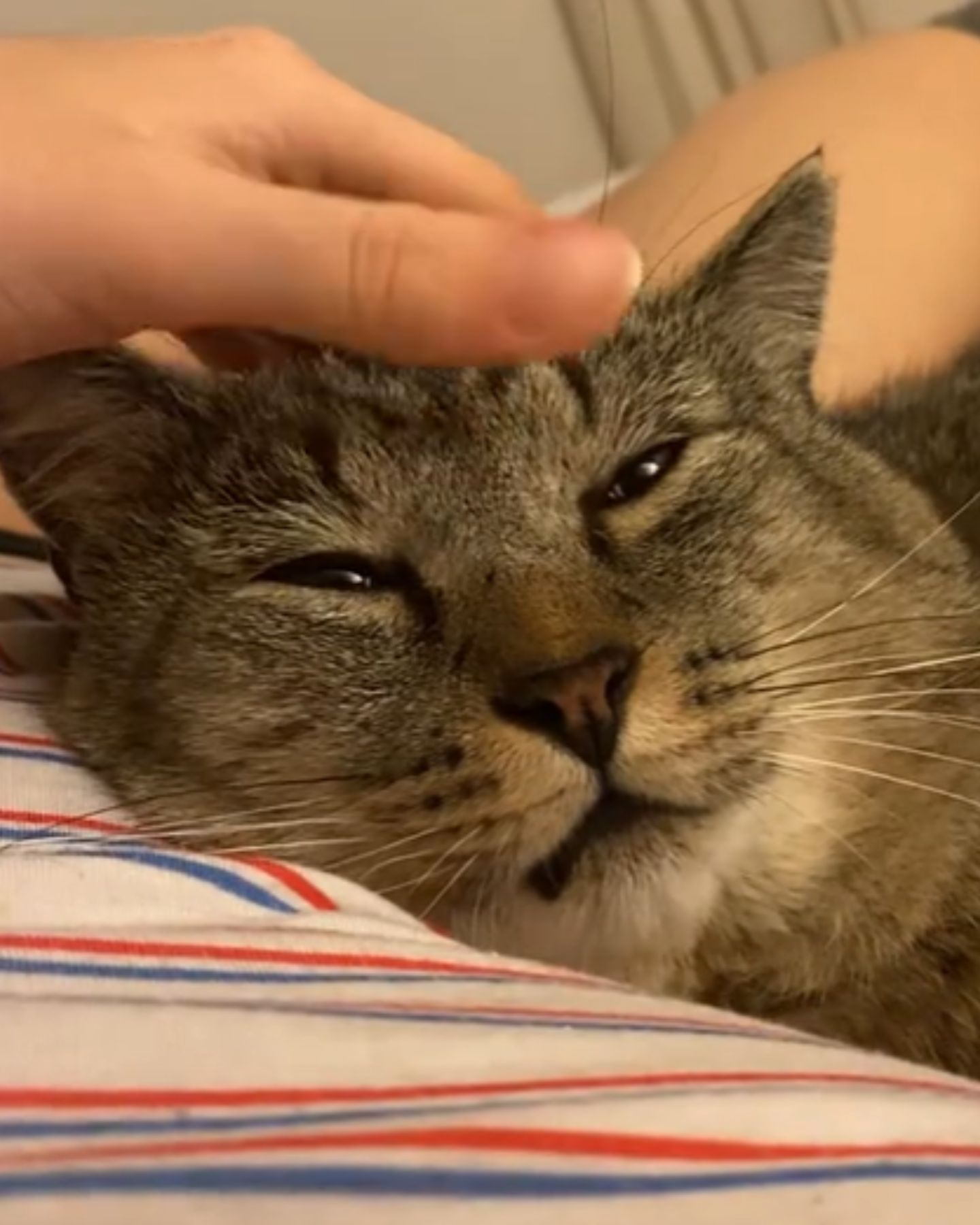 cats head while being petted