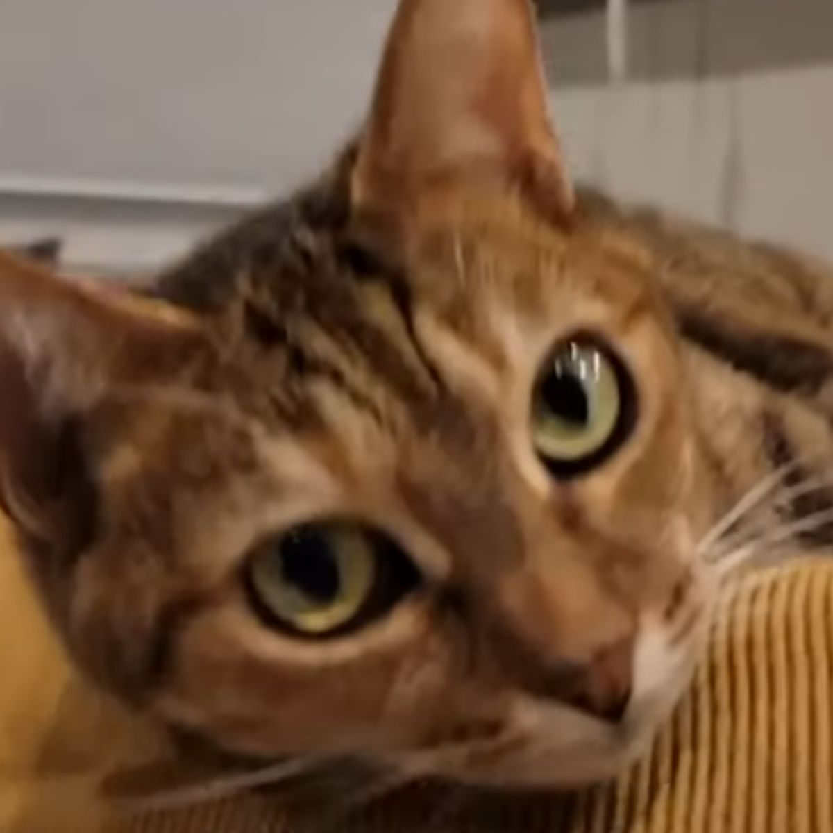 cats head with big eyes
