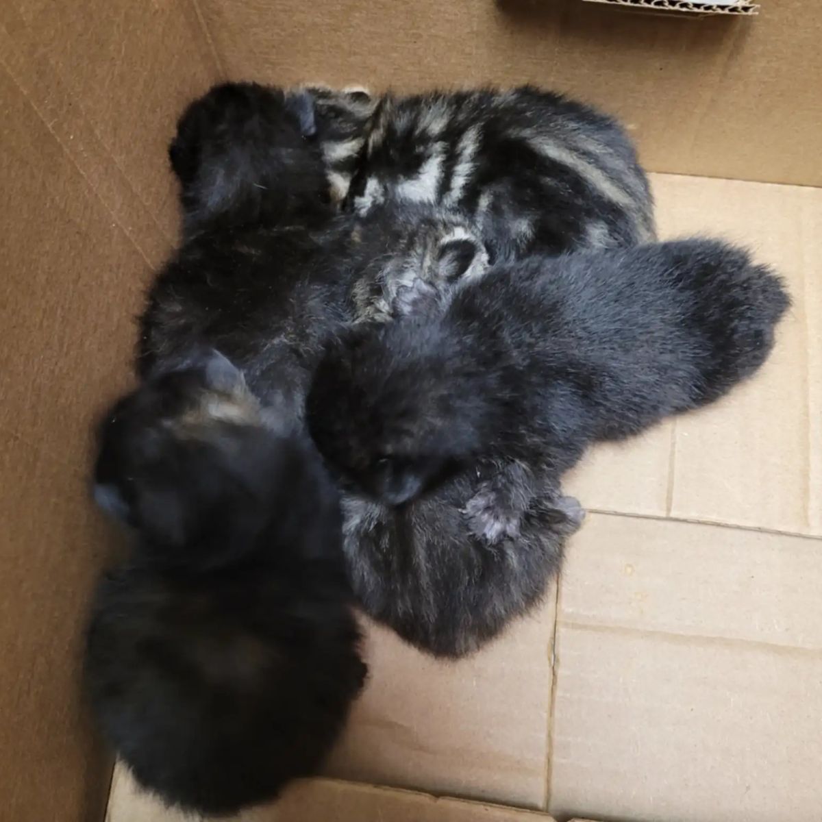 cats little babies