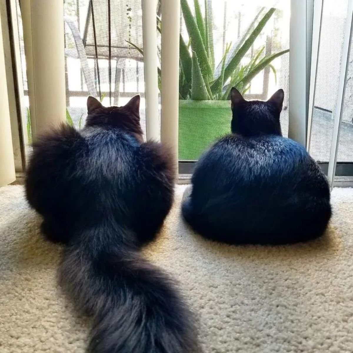 cats looking through the window