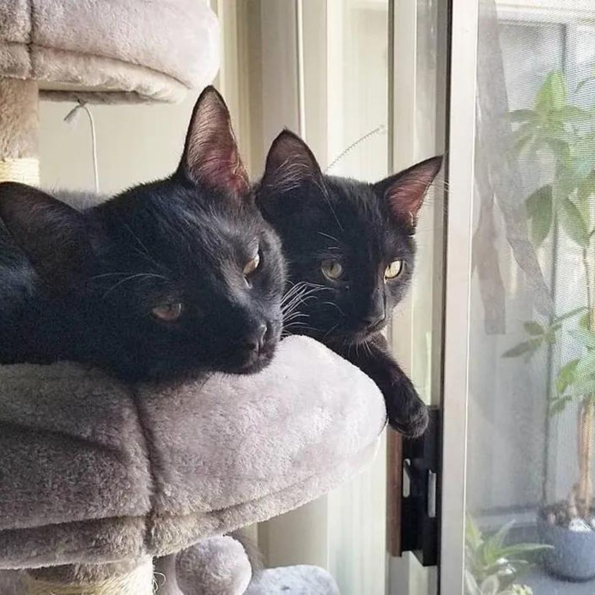 cats on a cat tree