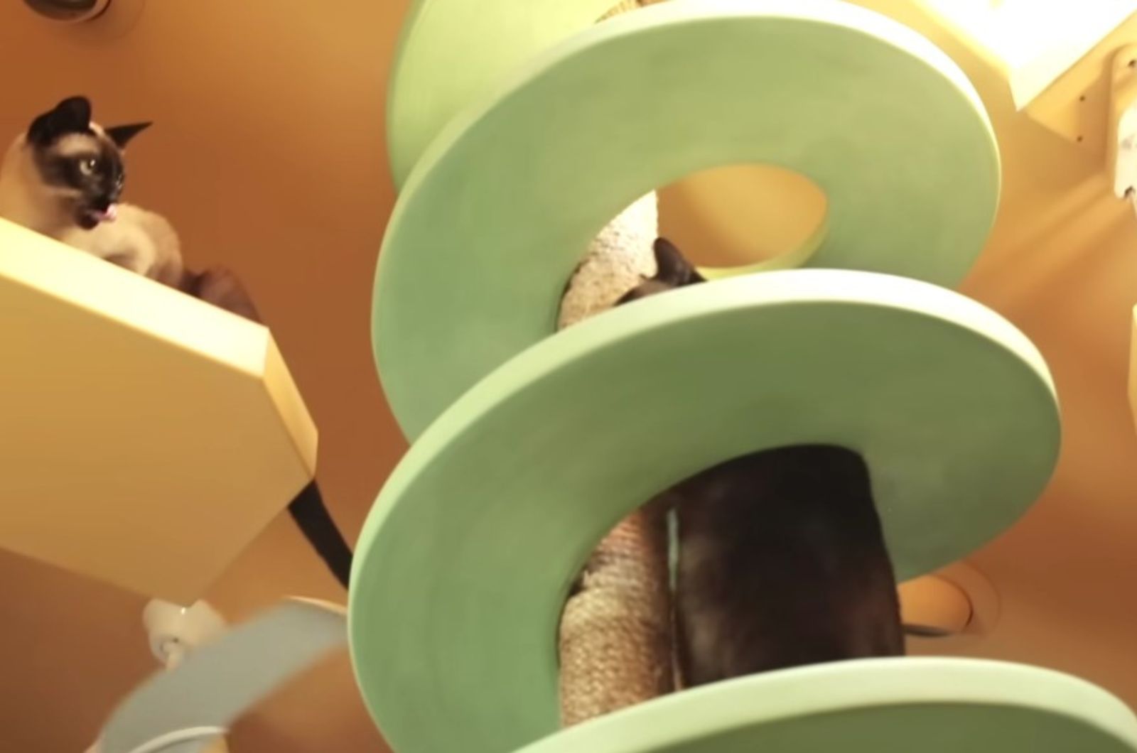 cats on the scratching post