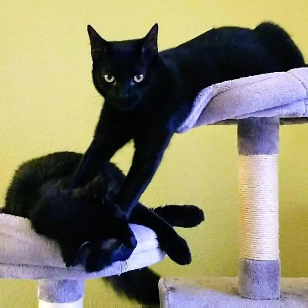 cats playing on cat tree