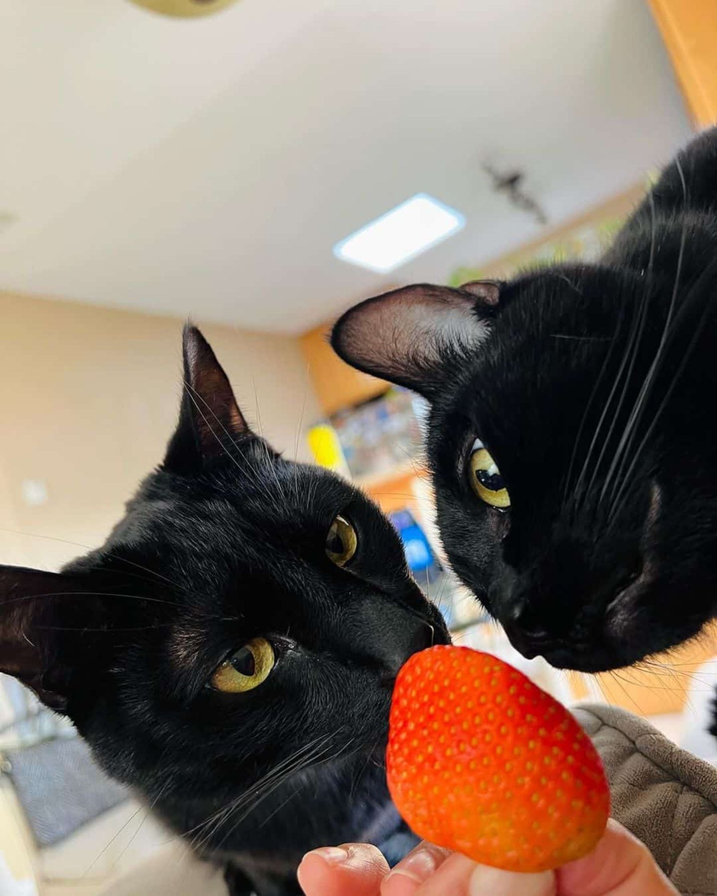 cats sniffing a strawberry