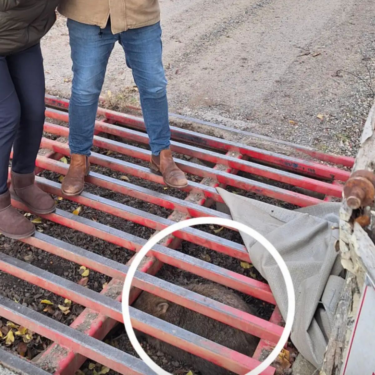 cattle grate