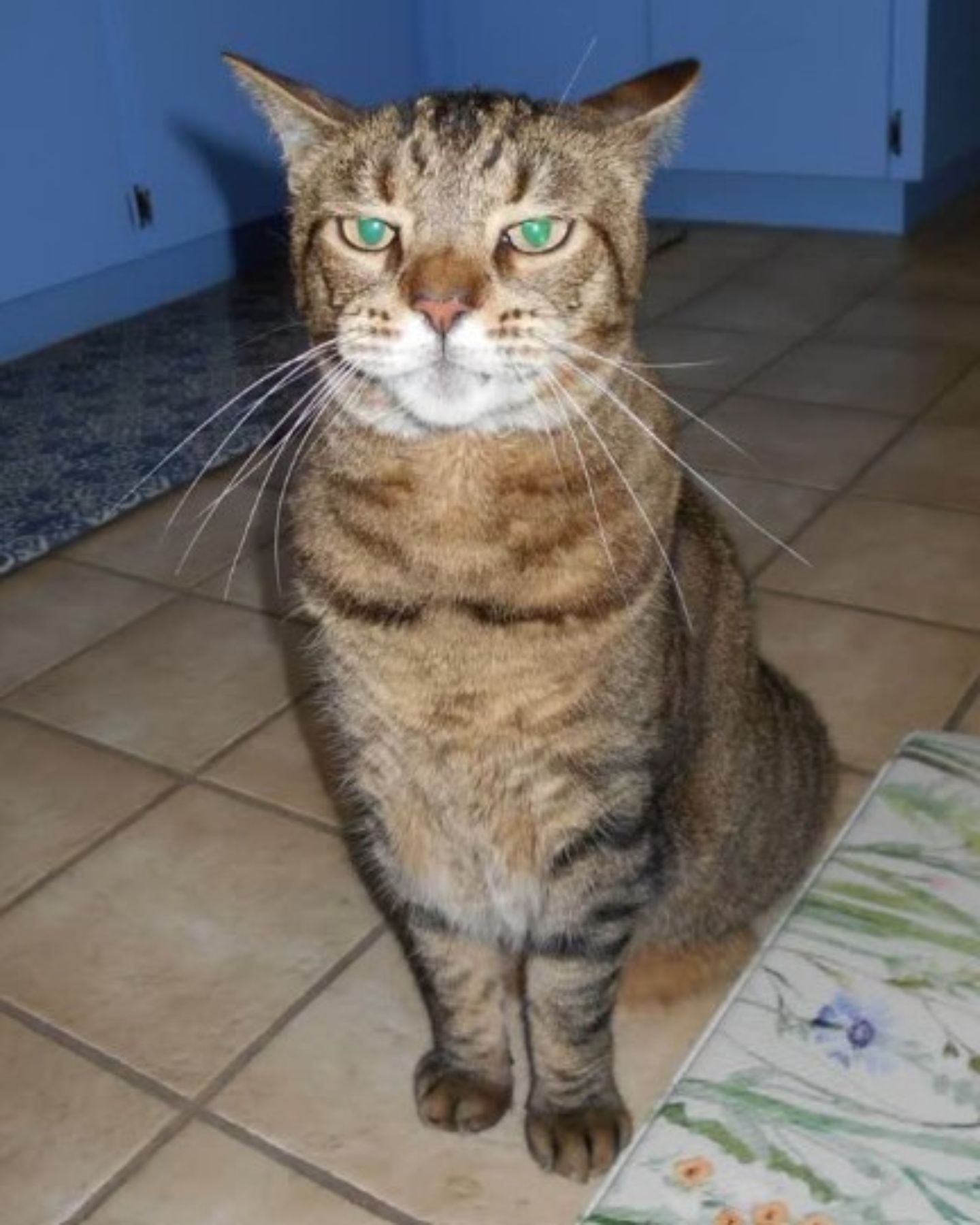 clever cat sitting