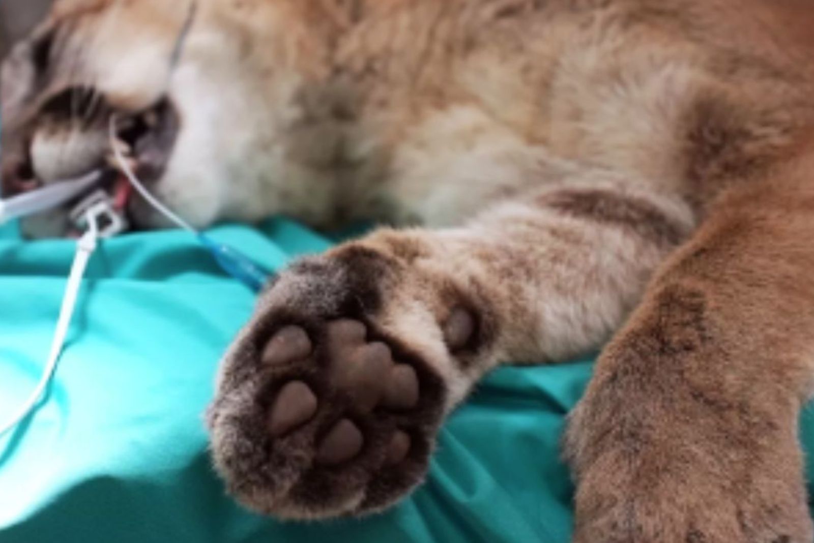 close-up of mountain lions paw