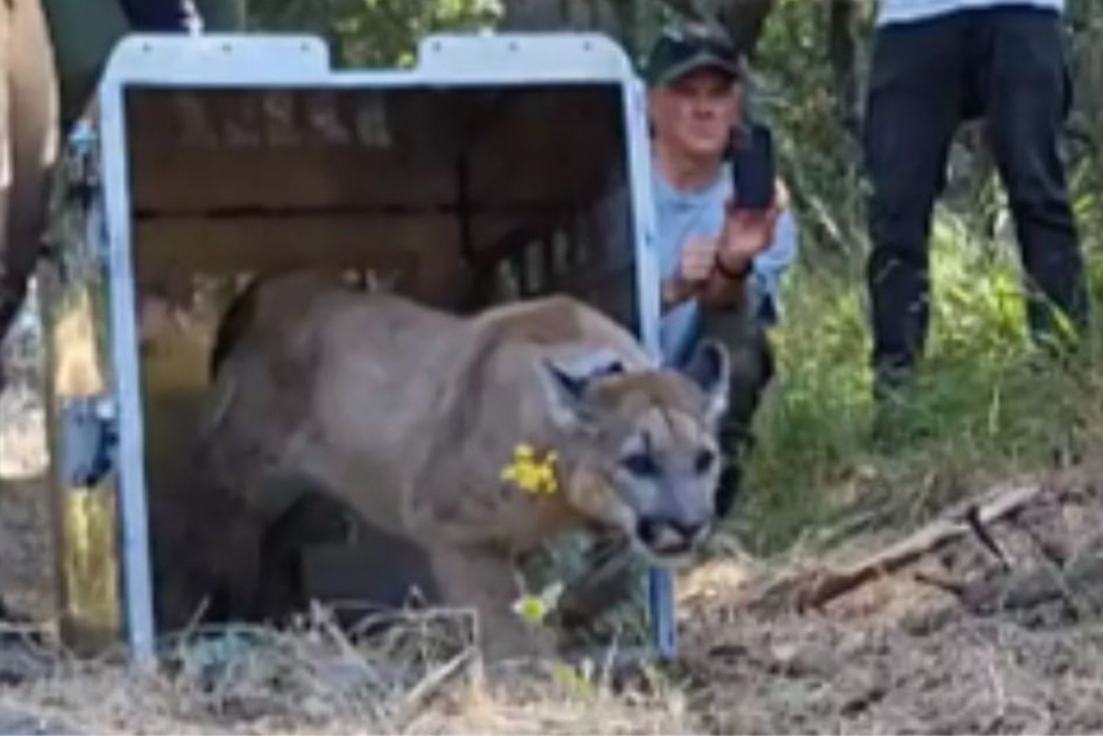close-up of released mountain lion
