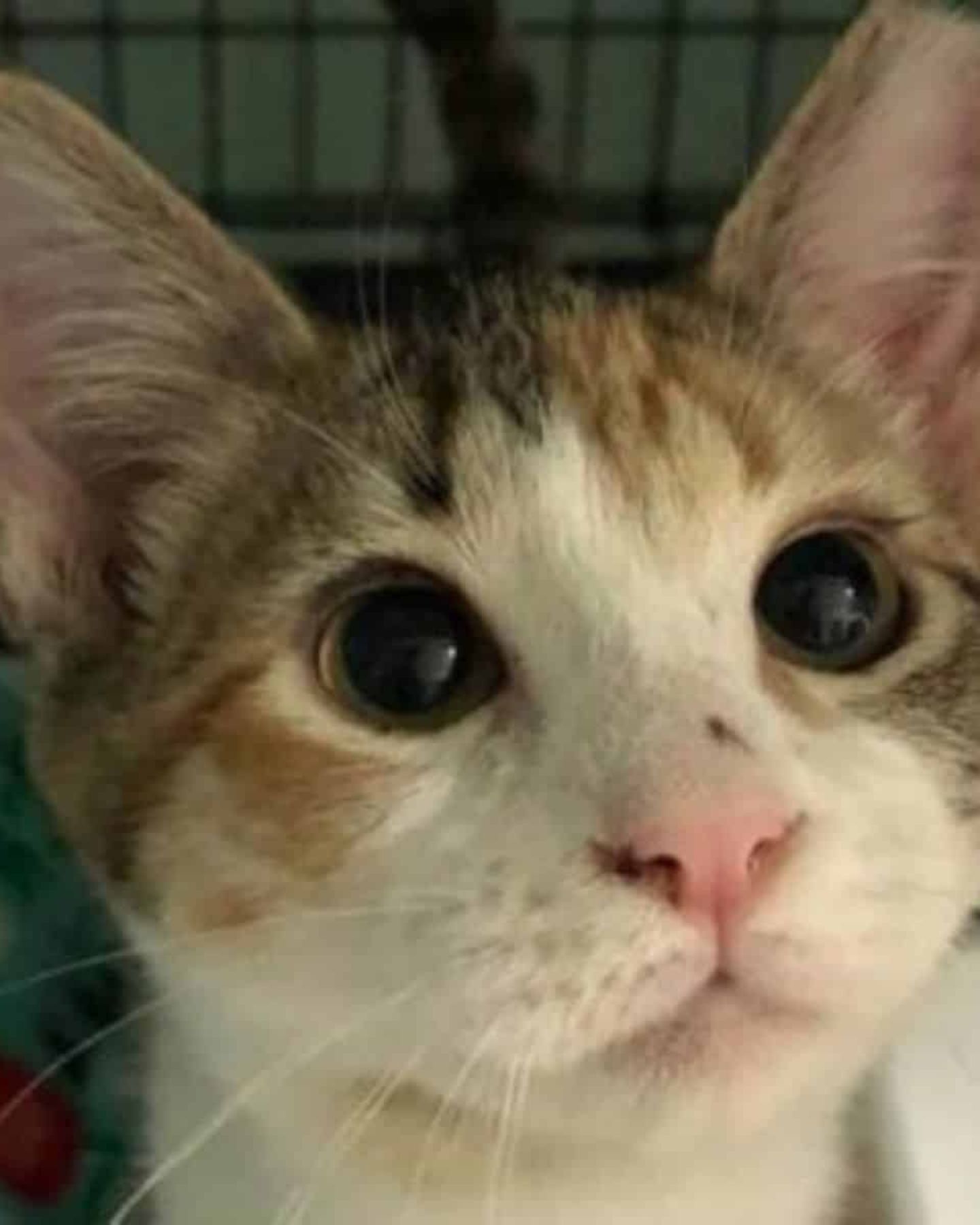 close up photo of the cat
