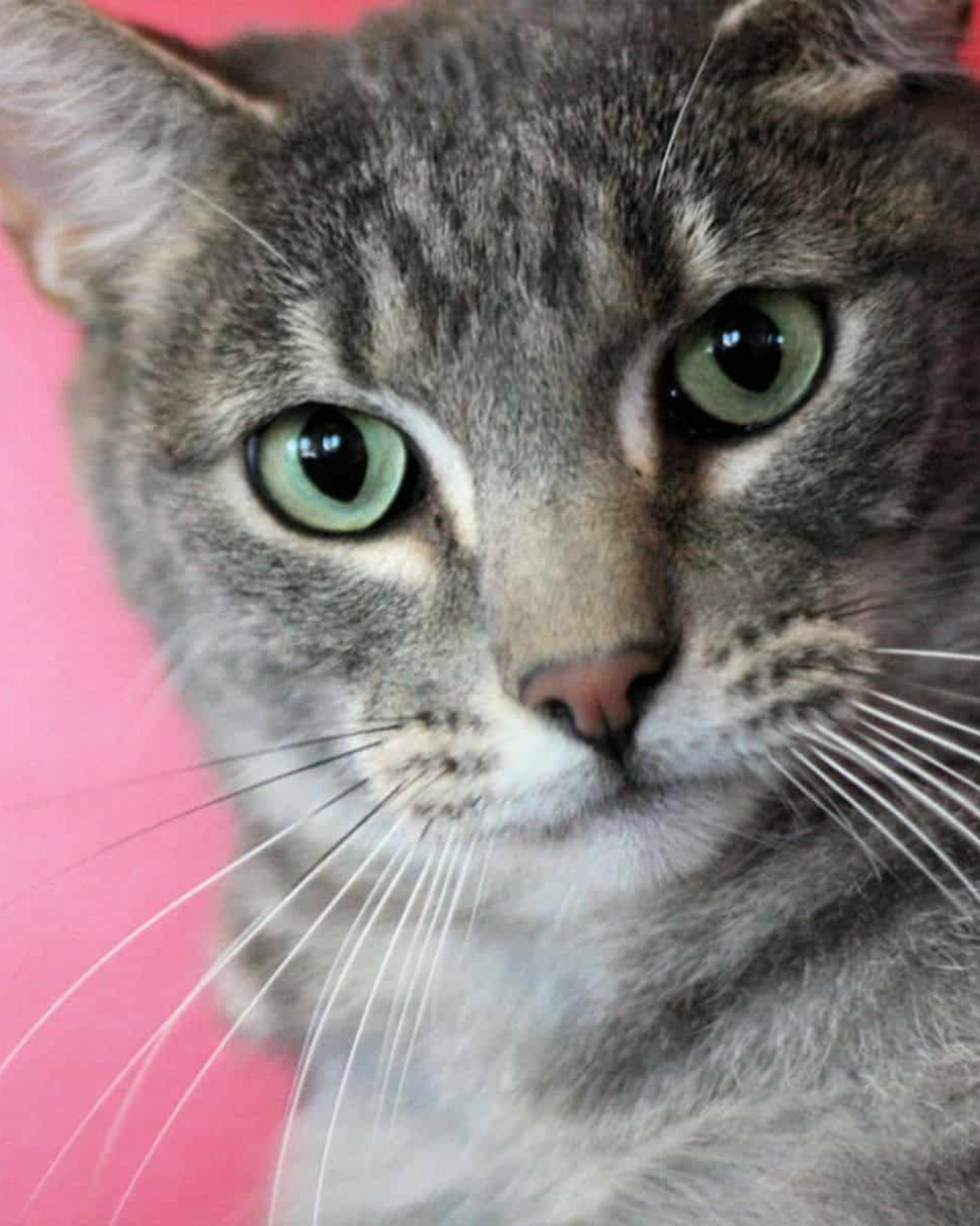 close up photo of a cat