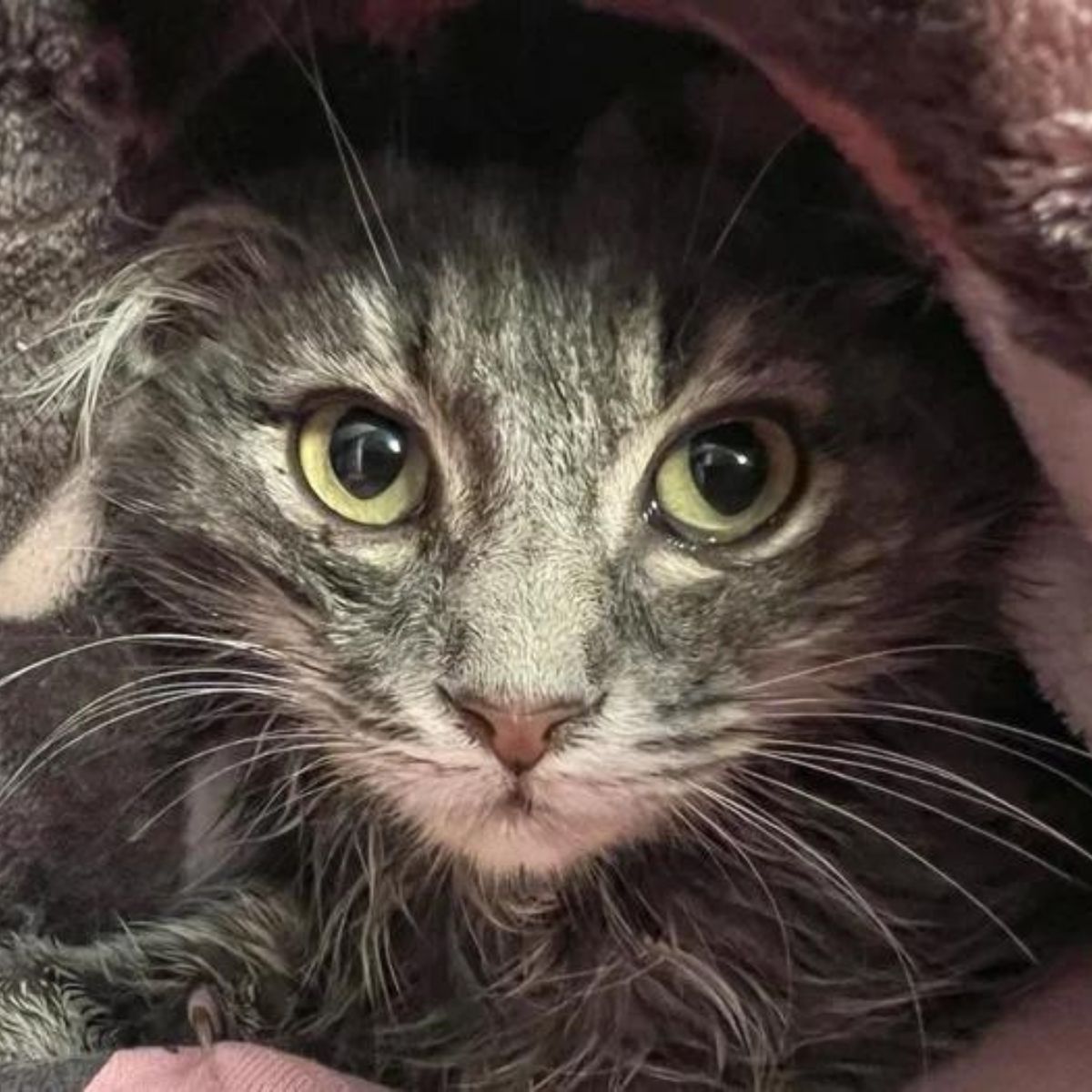 close up photo of a kitten