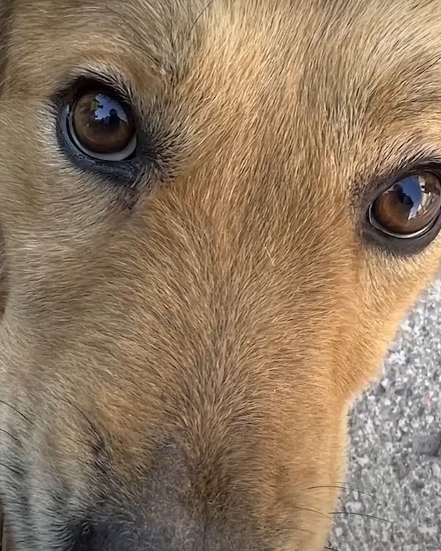 close up photo of dog