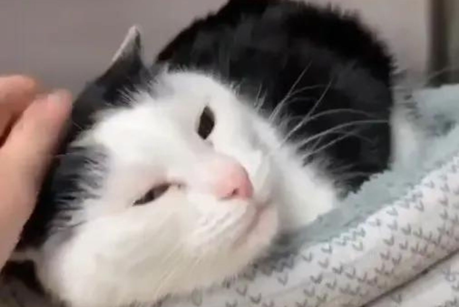 close up photo of hand petting a cat