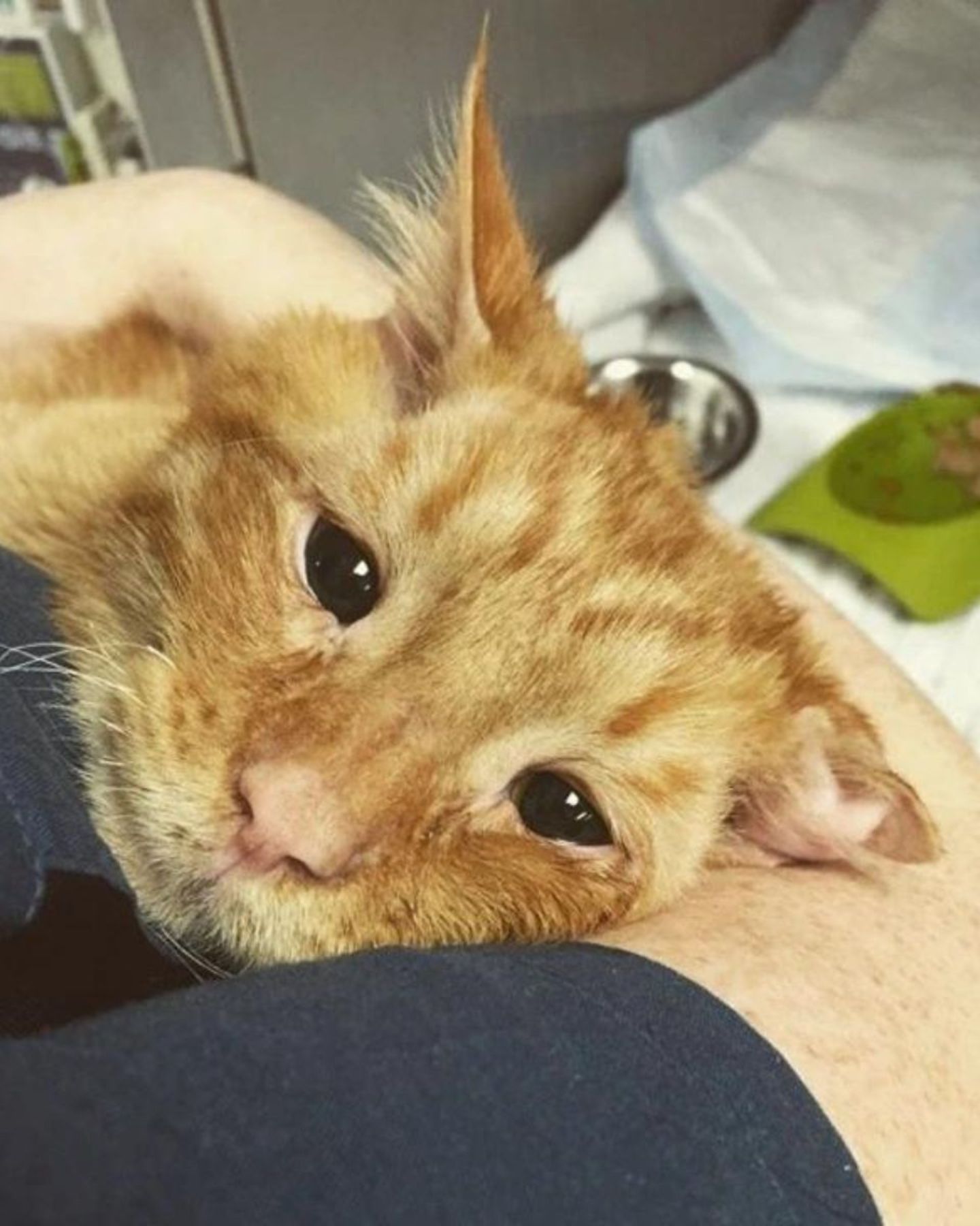 close up photo of orange cat