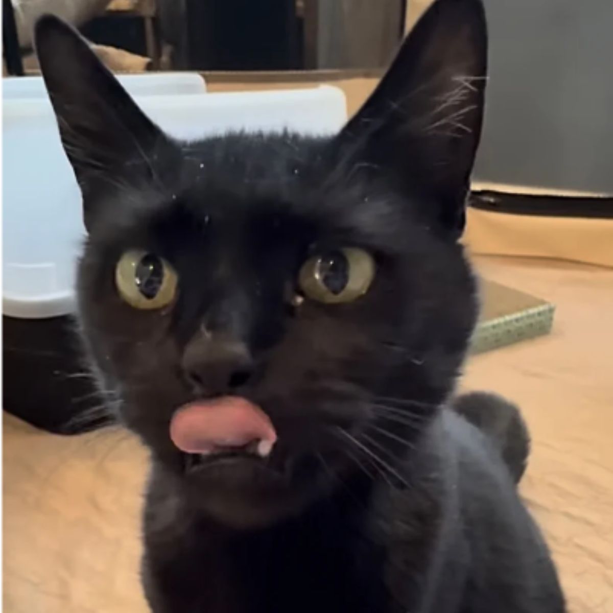 close up photo of the black cat