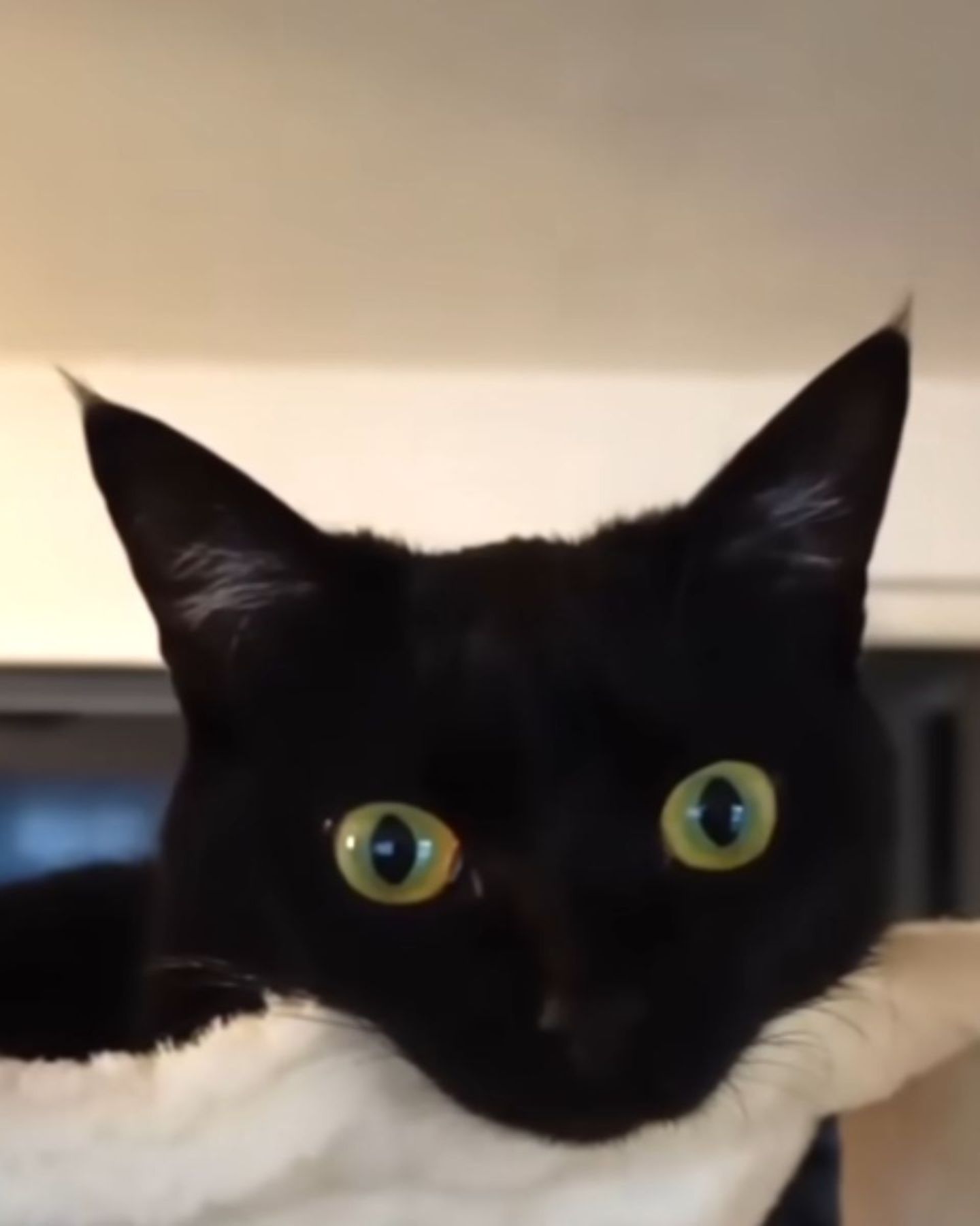 close up photo of the black cat