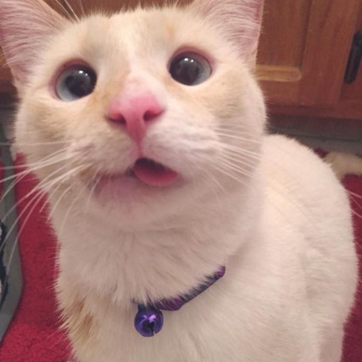 close up photo of the cat