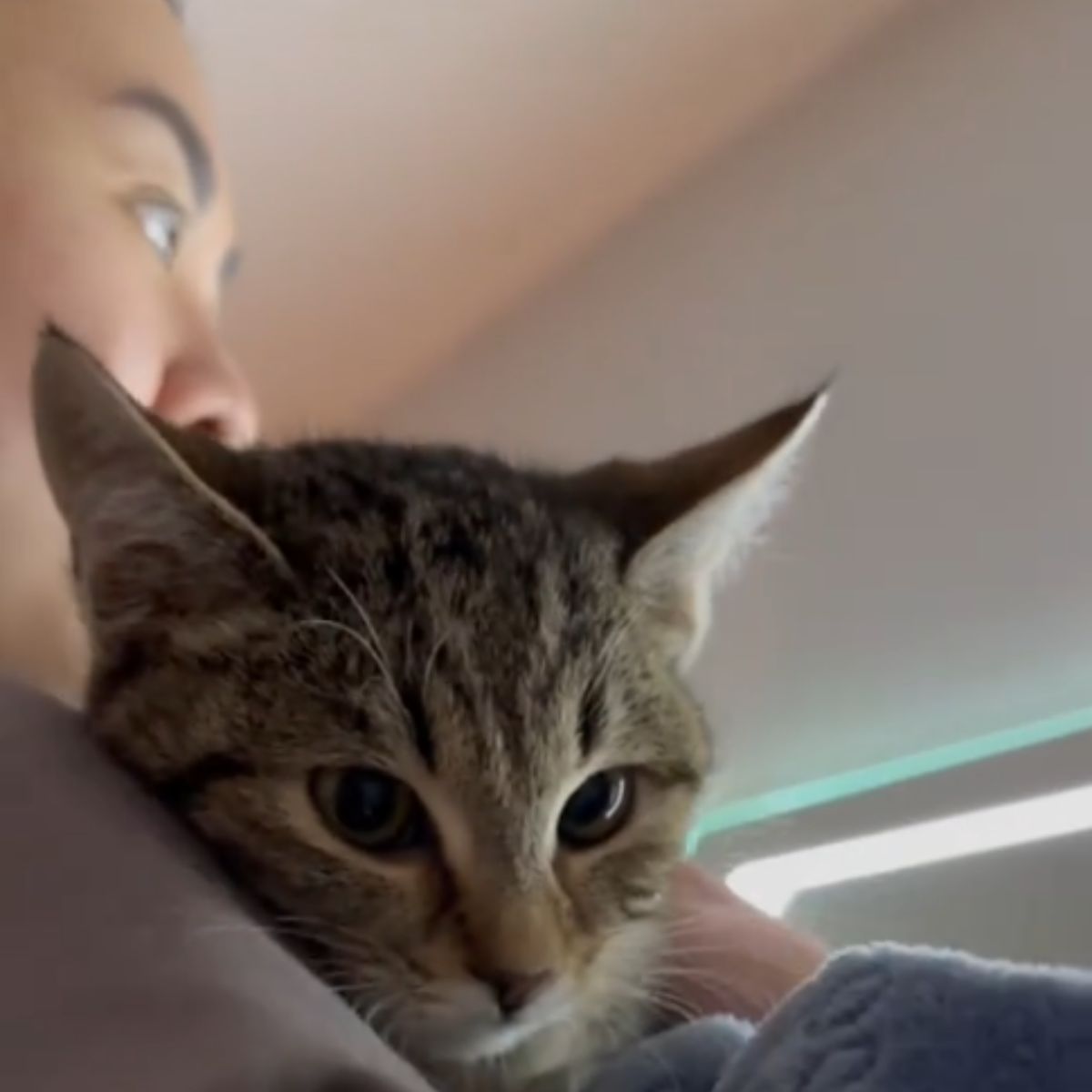 close up photo of the cat