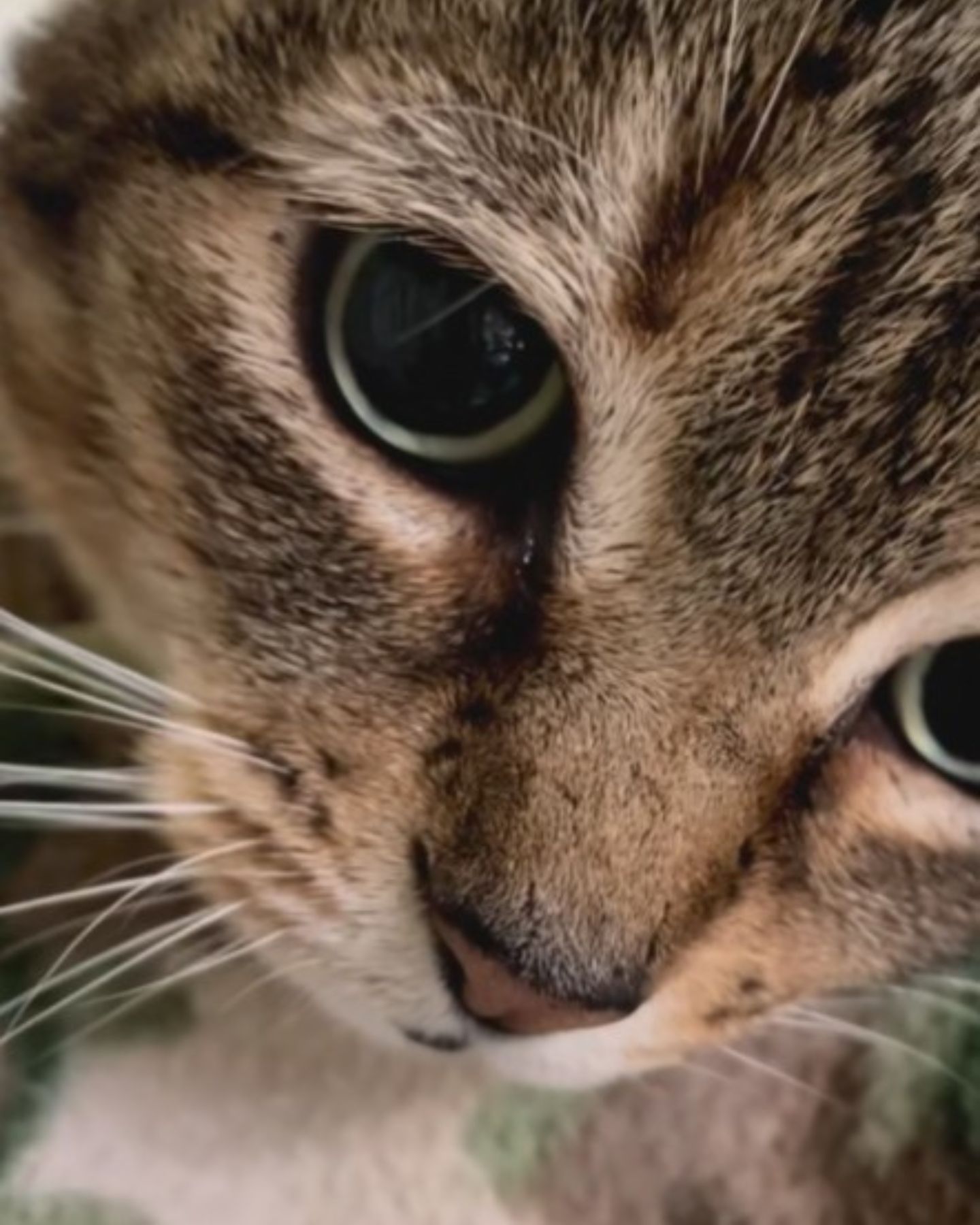 close up photo of the cat