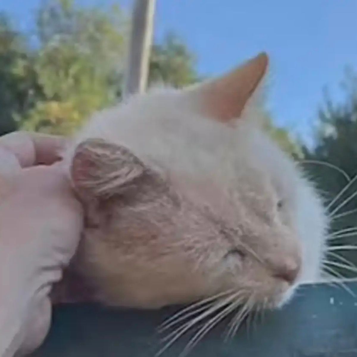 close up photo of the cat