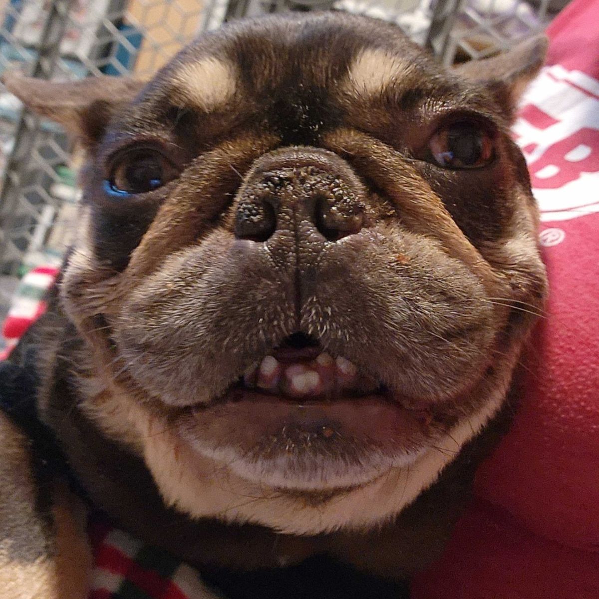 close up photo of the dog