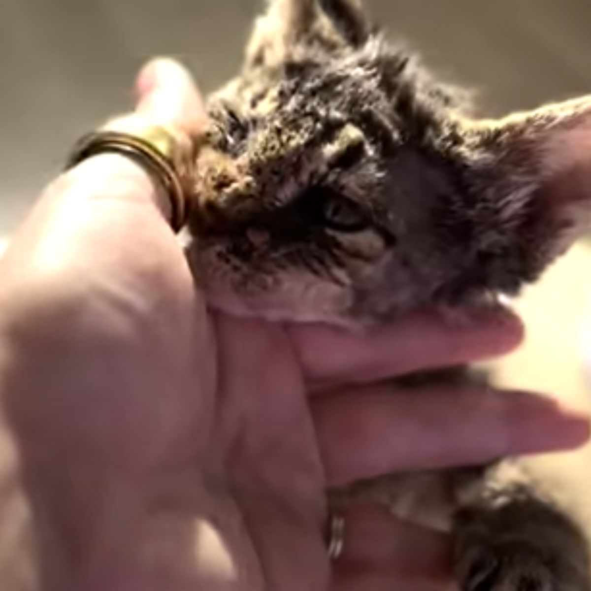 close up photo of the kitten