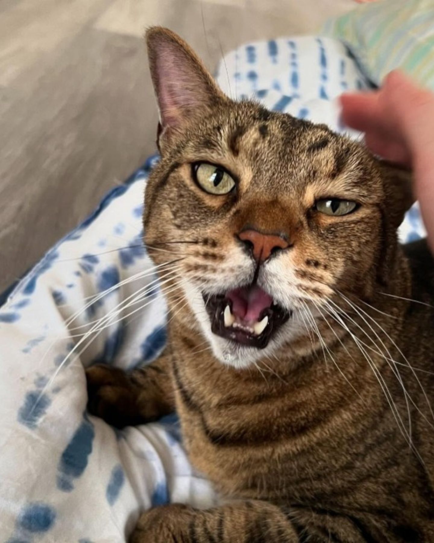 close up photo of the shelter cat