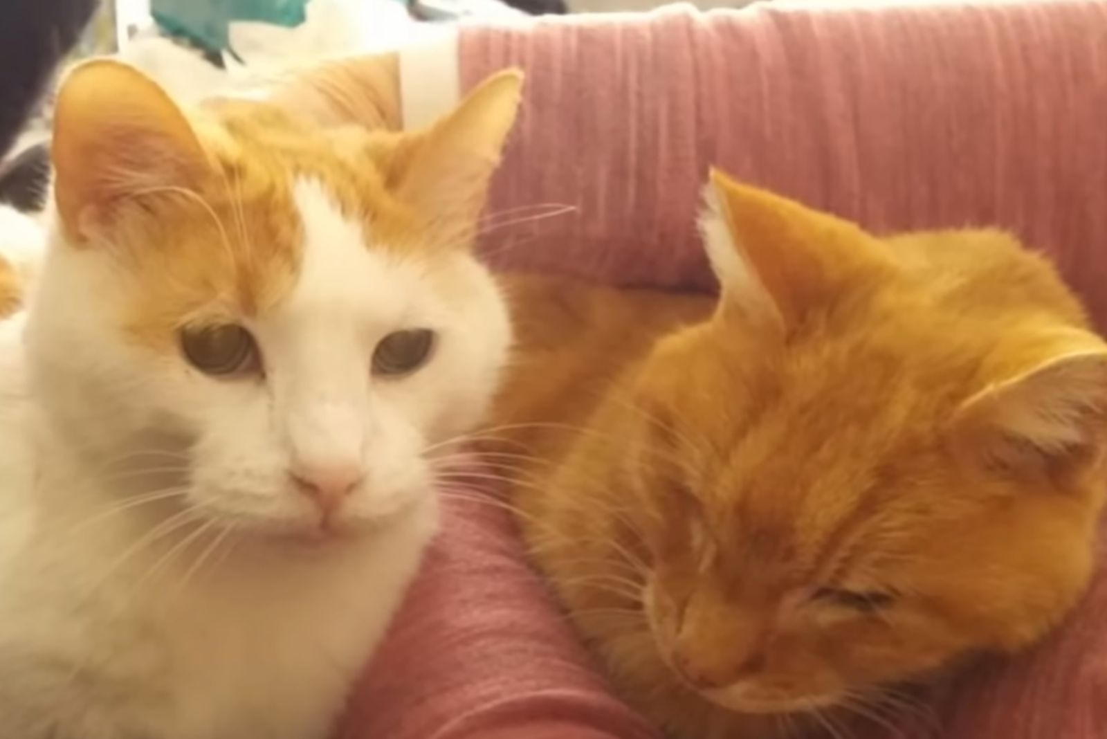 close up photo of two cats