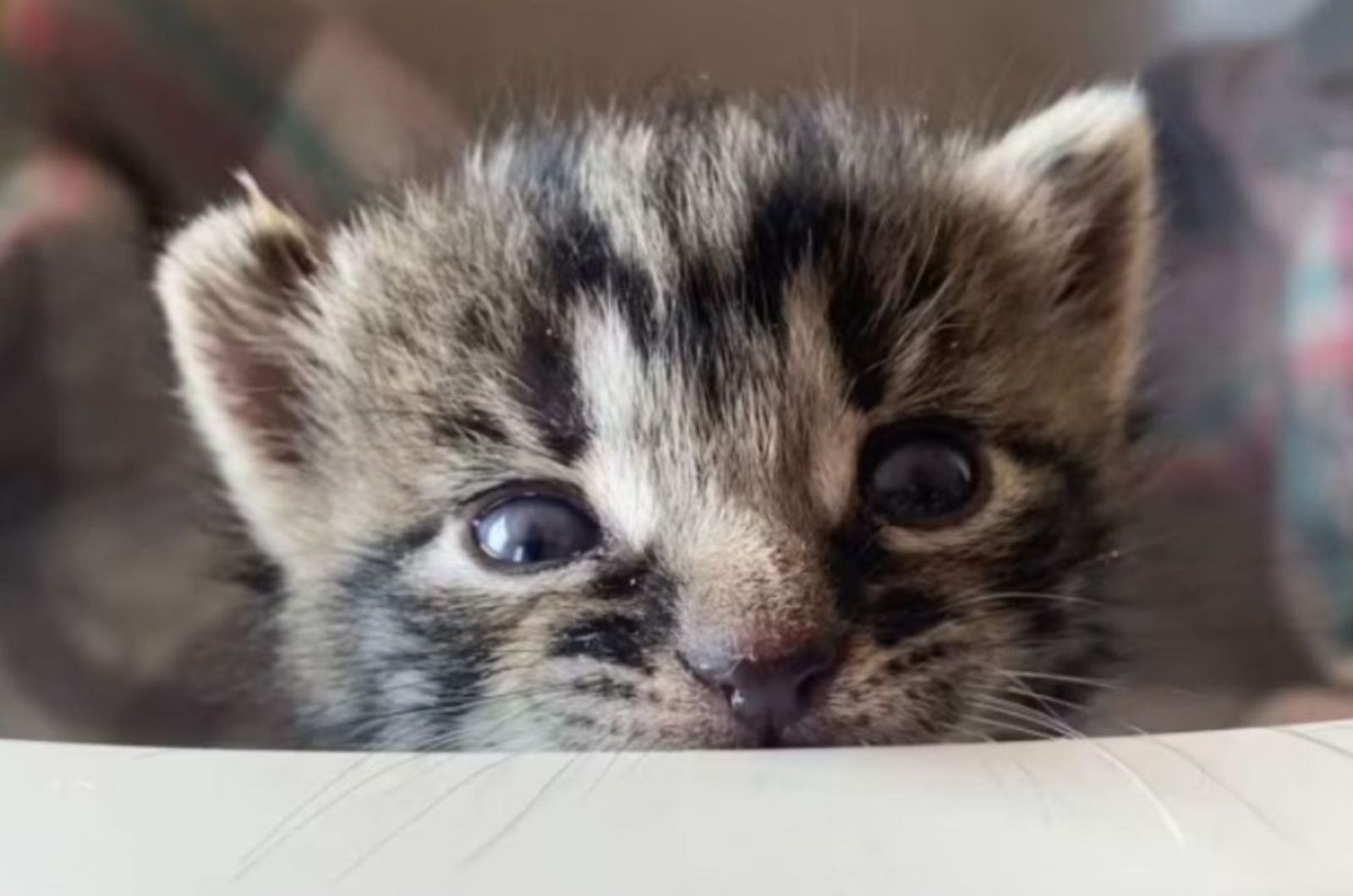 close up photo of the cat