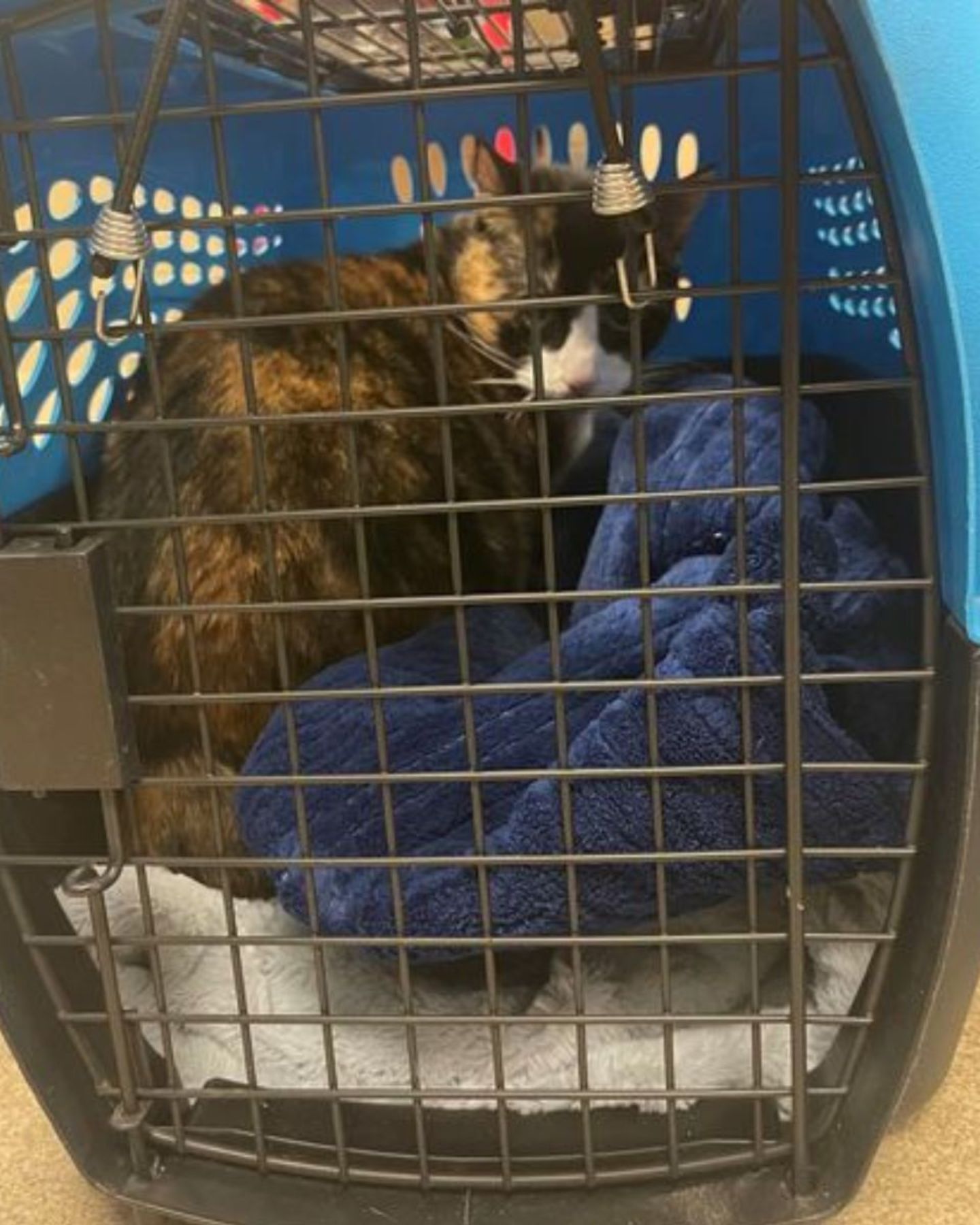 colorful cat in a carrier