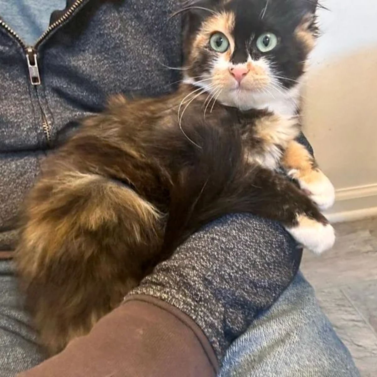 colorful cat in arms