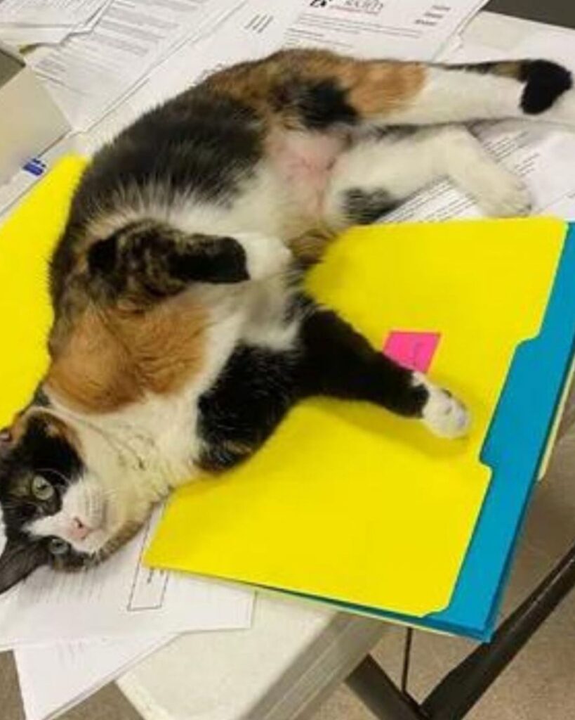 colorful cat is lying on the table